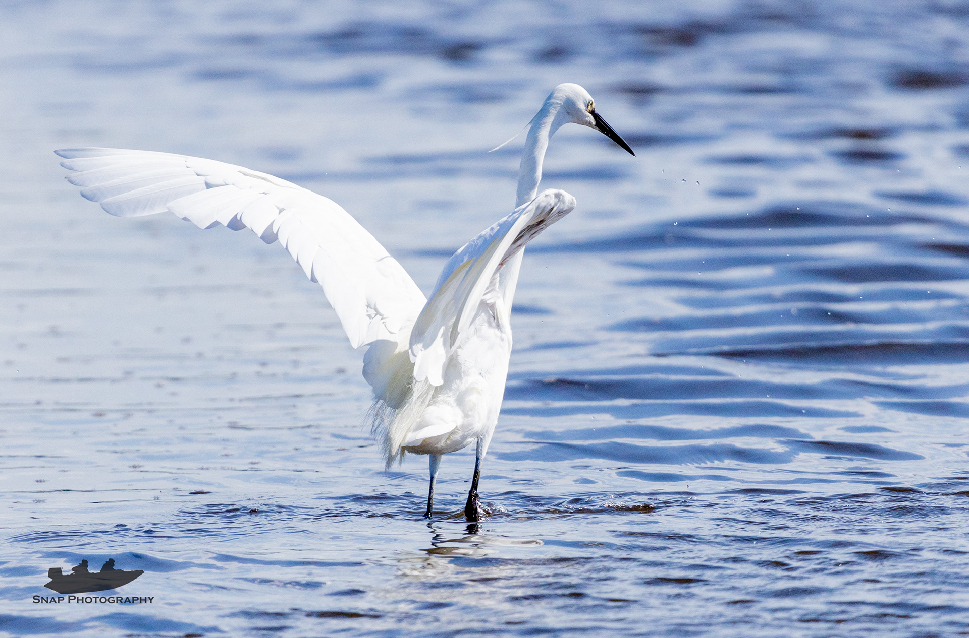 Little Egret 