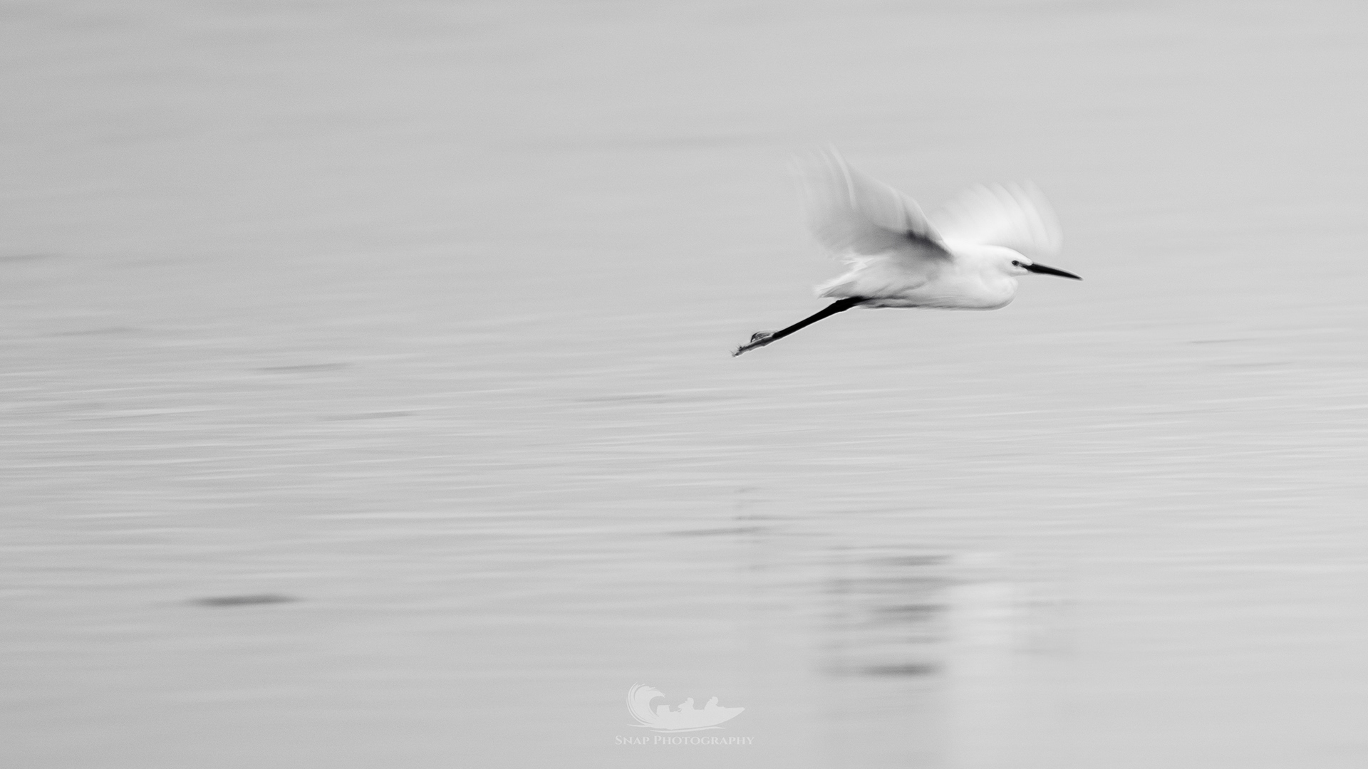 Little egret 