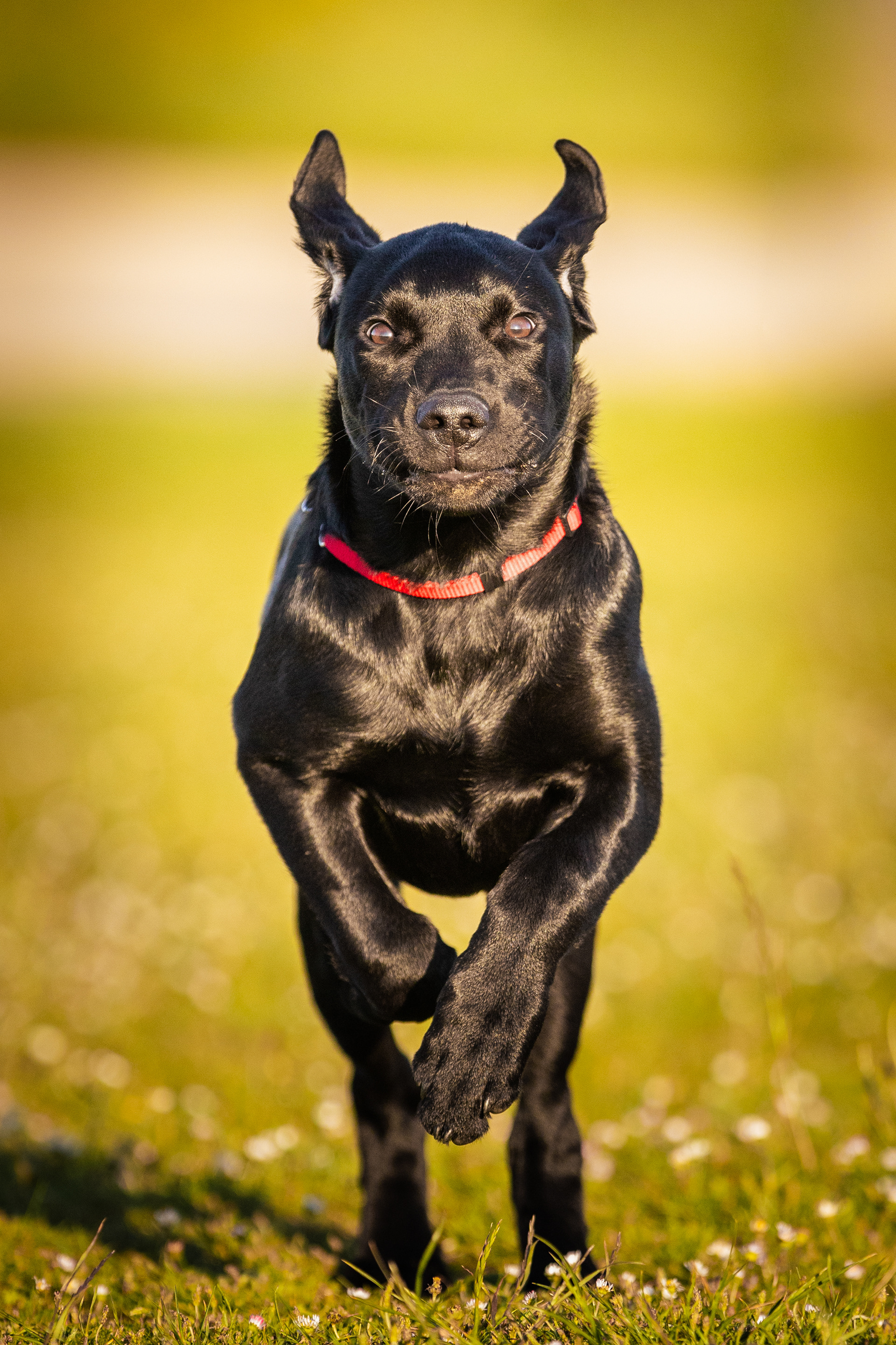 Piston the puppy
