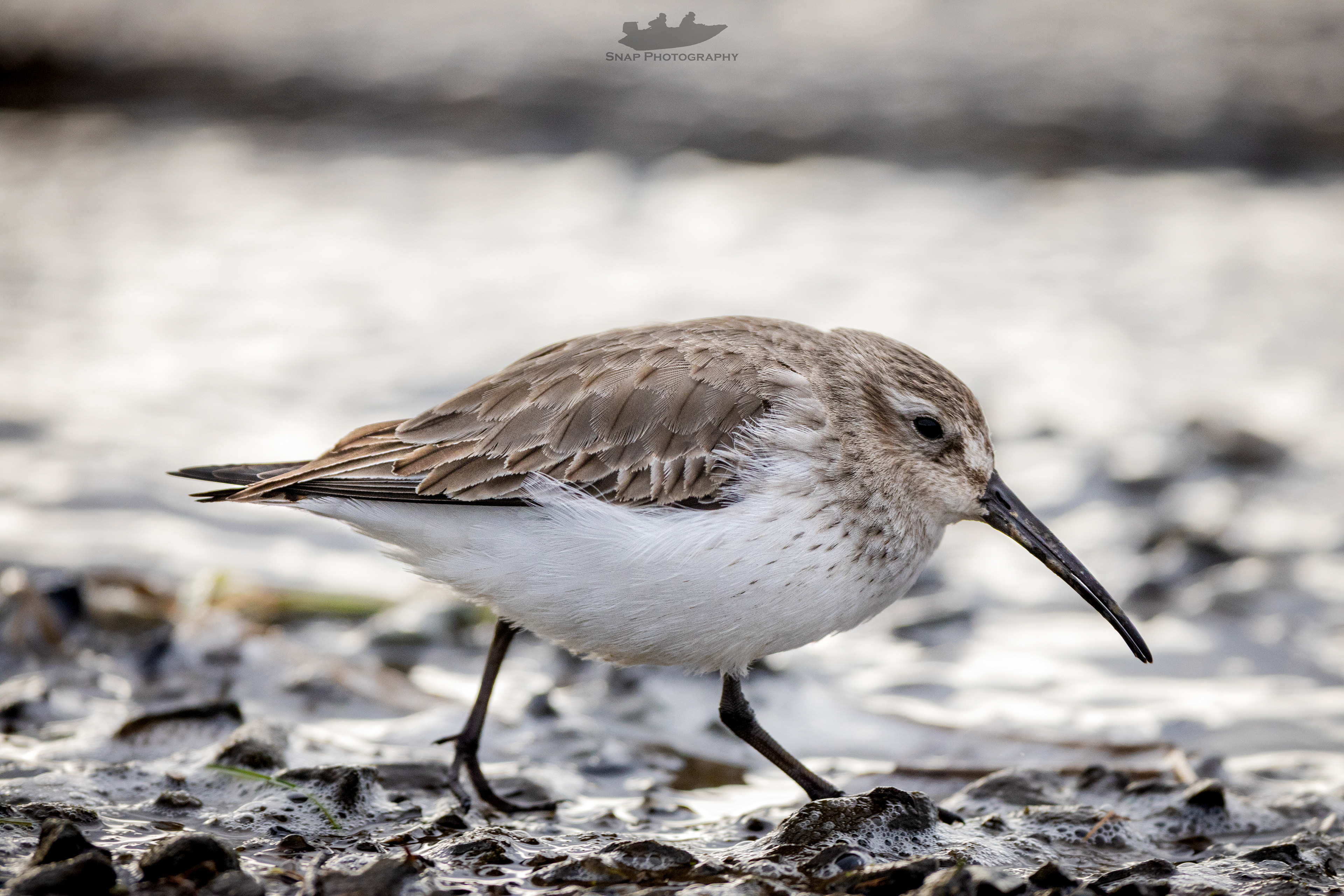 Dunlin