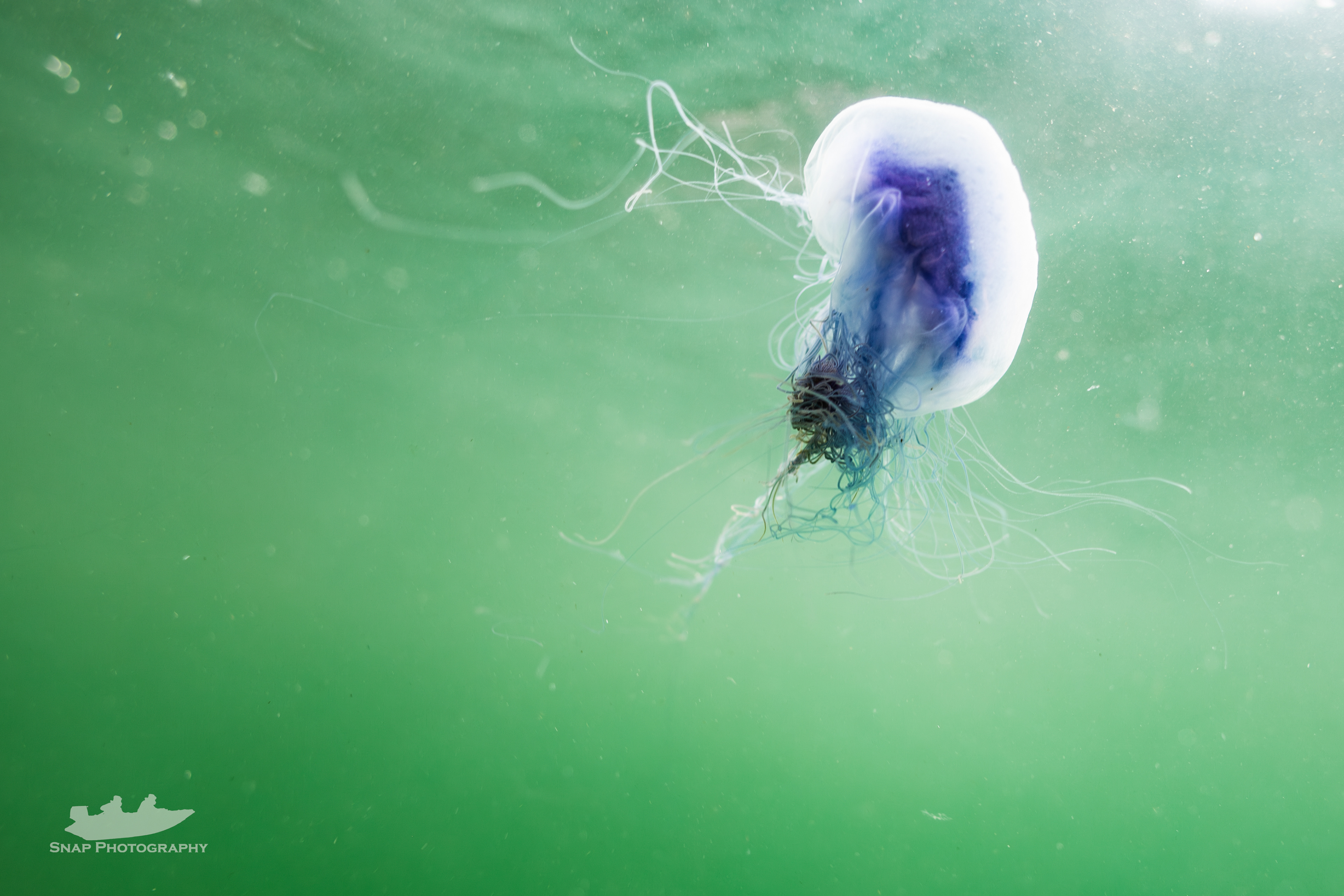 Blue jelly