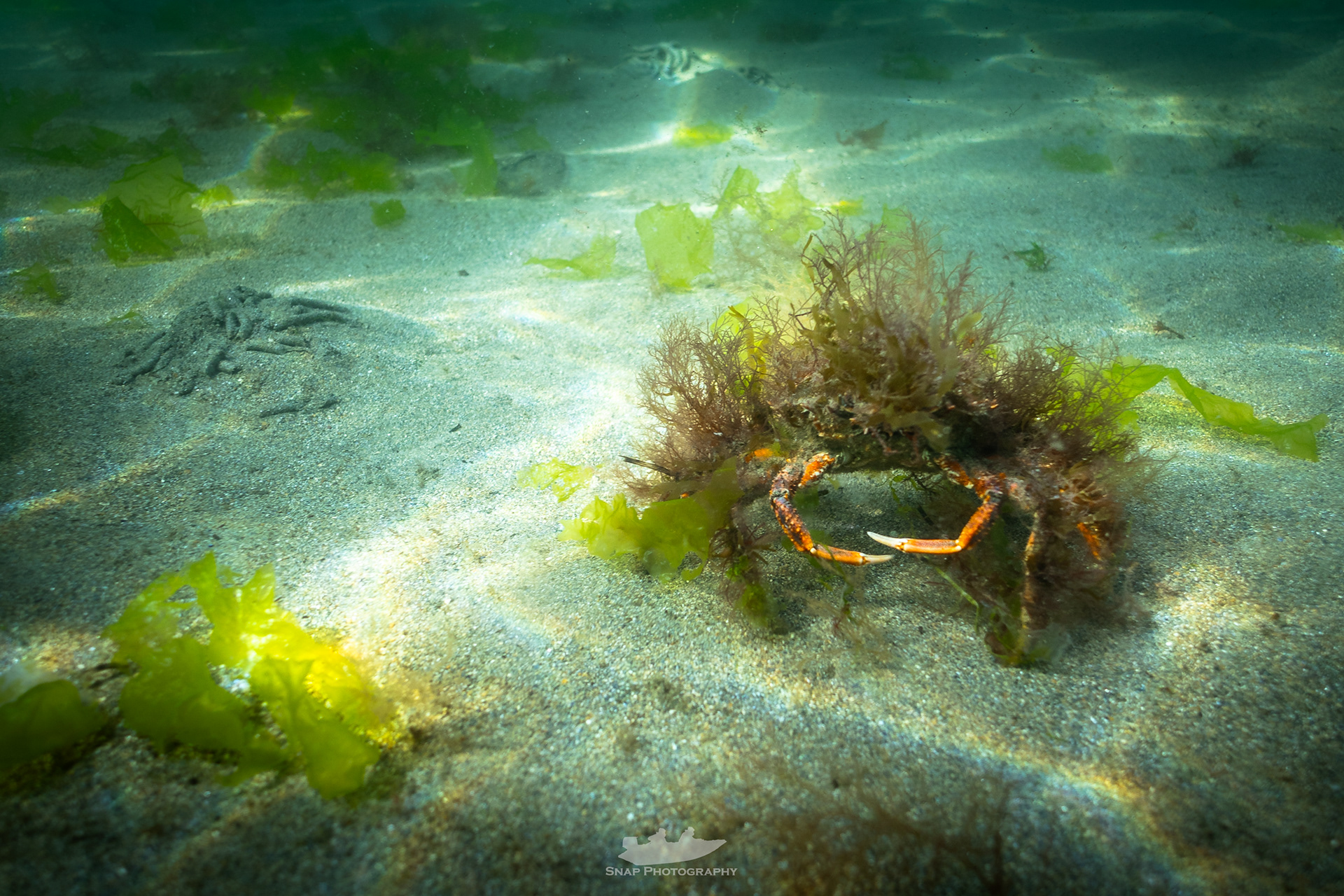 Seaweed Sid 