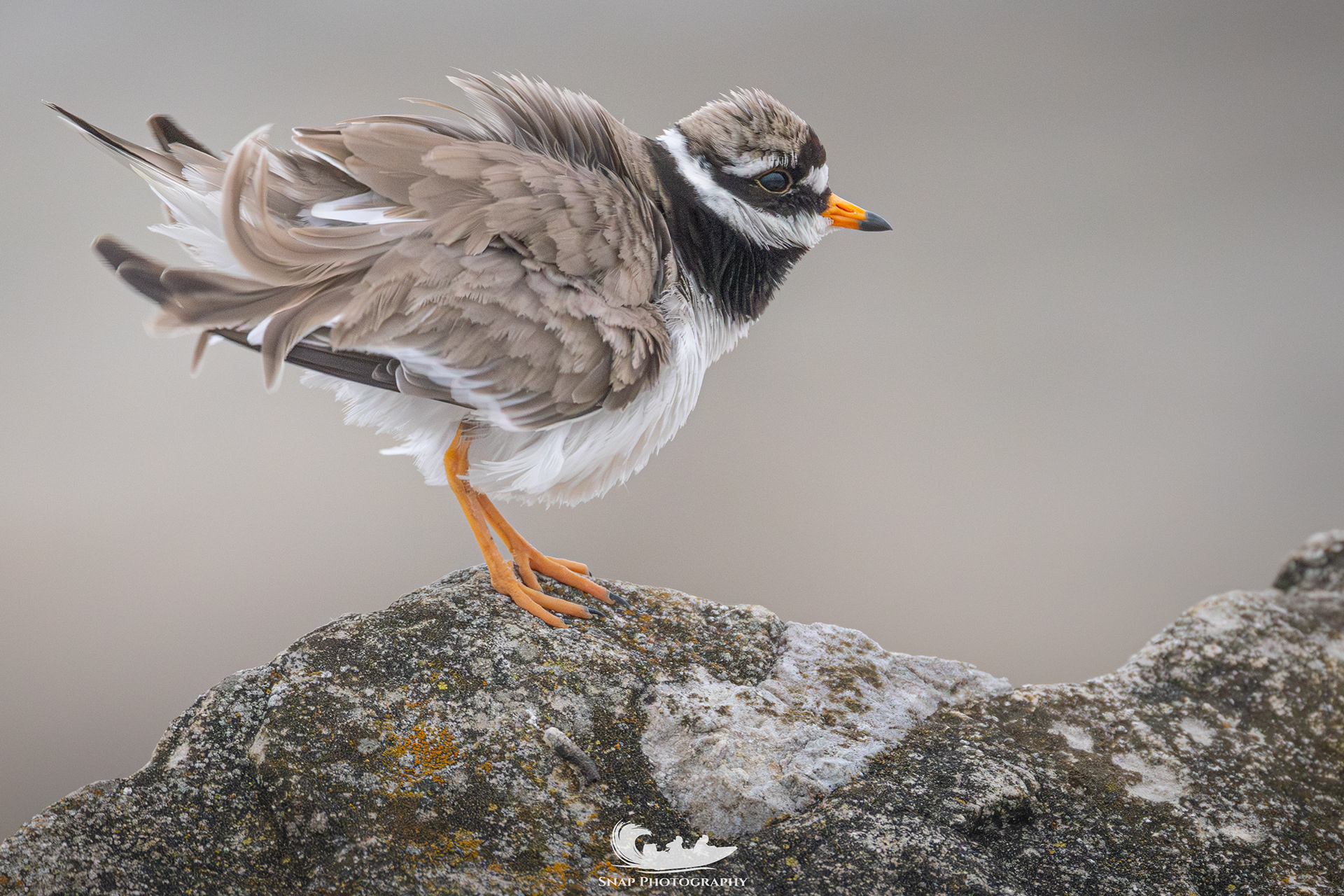 Ringed Plover