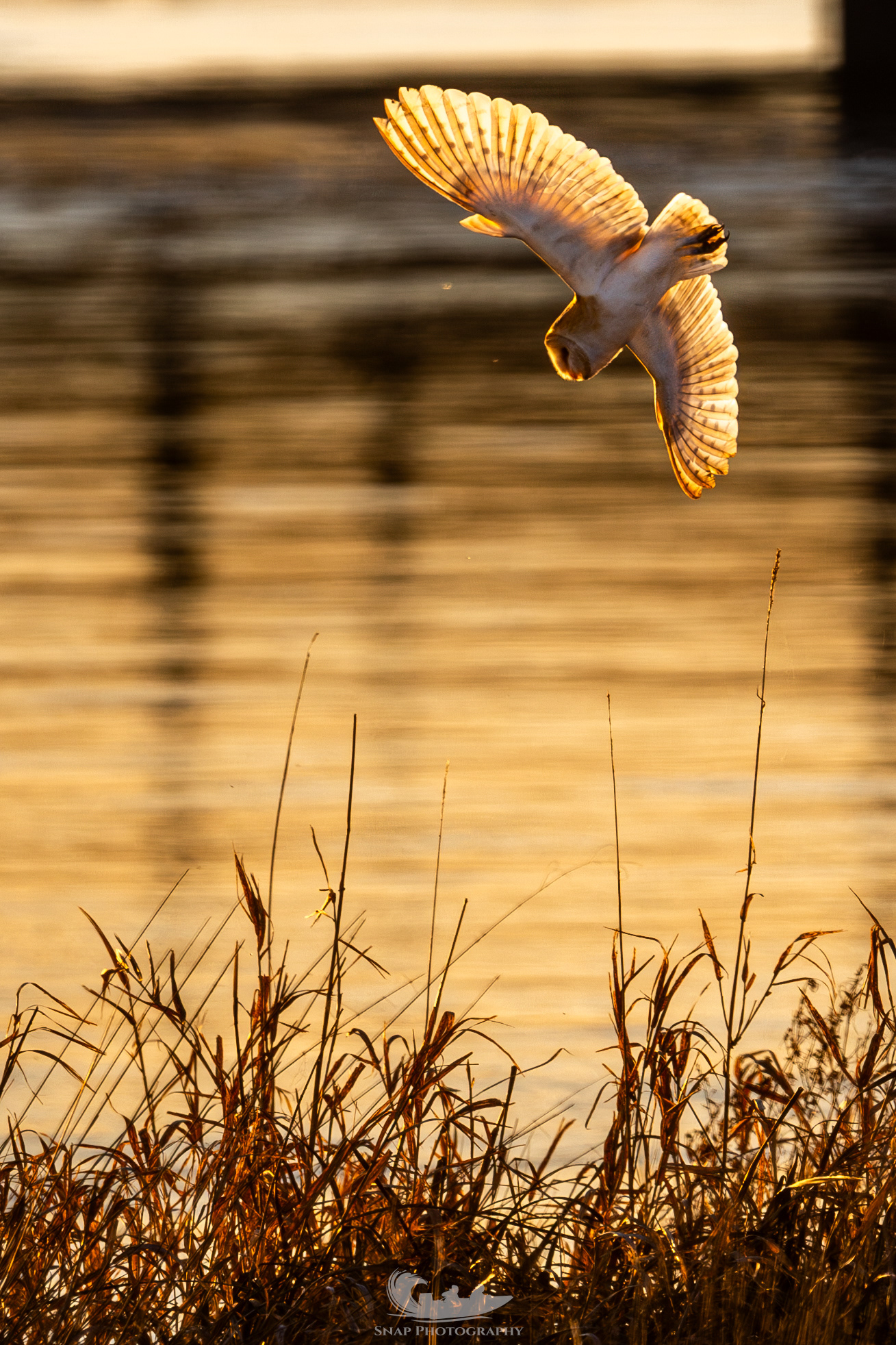 Barn Owl