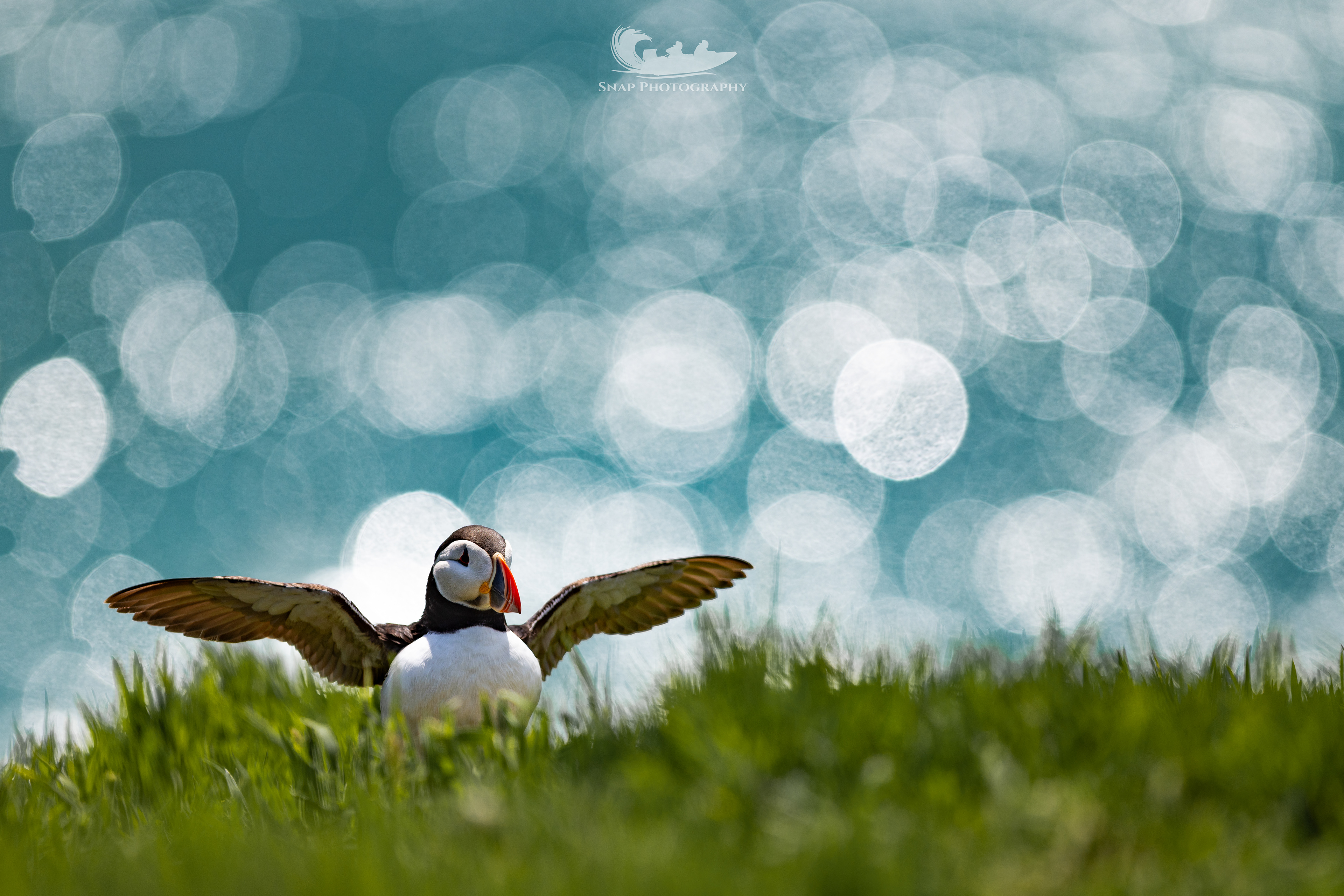 Skomer Island 