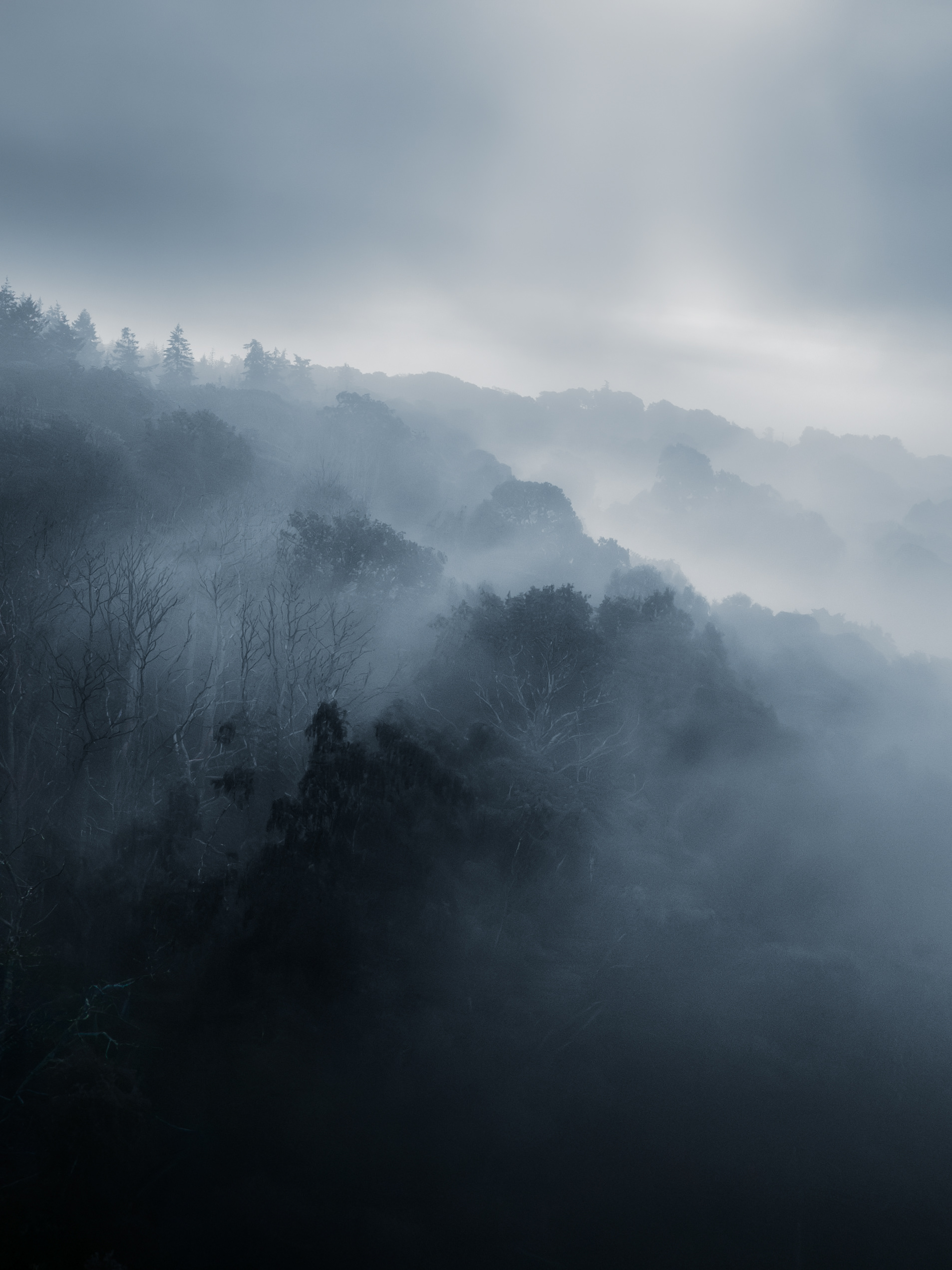 Canopy