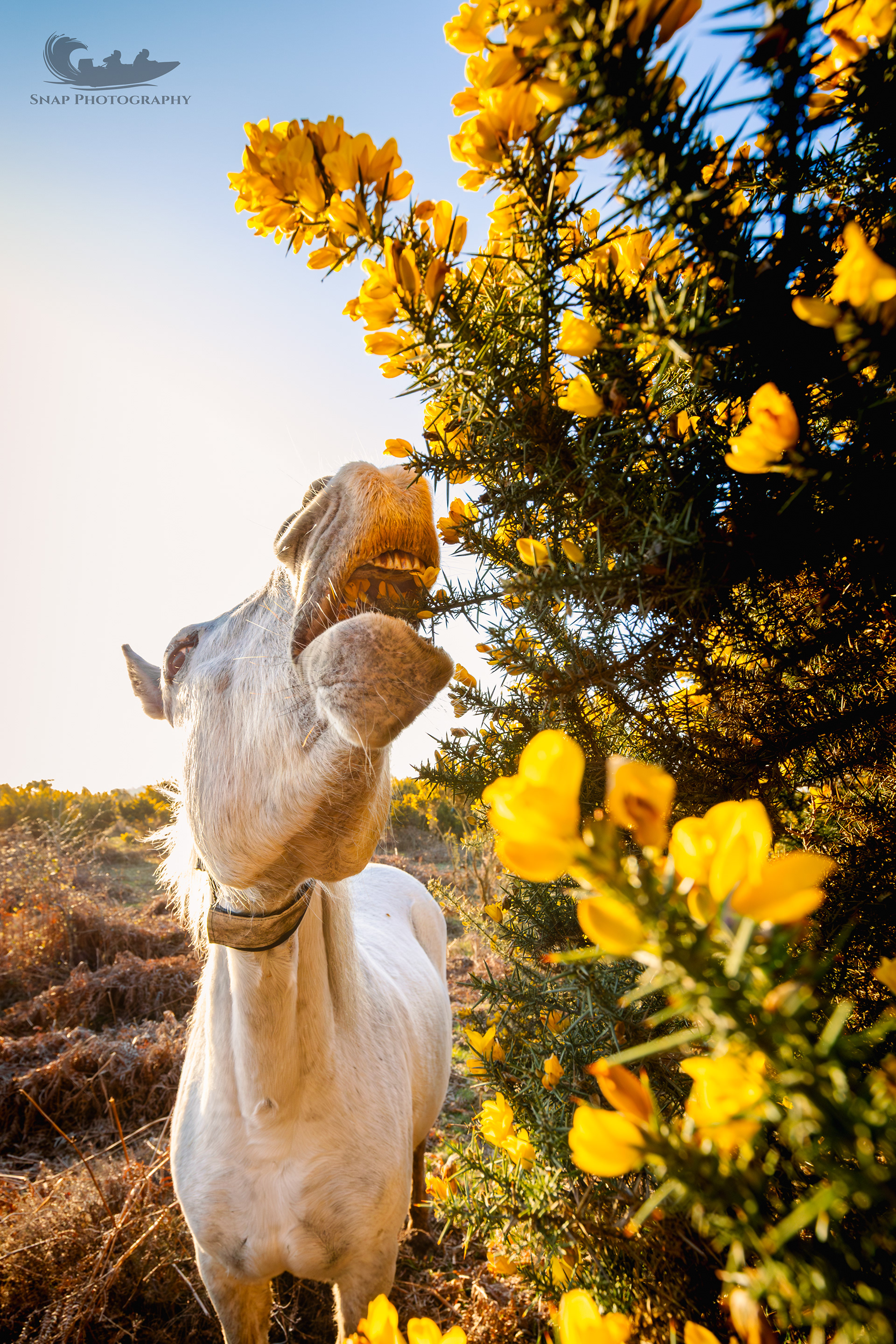 Breakfast in the New Forest