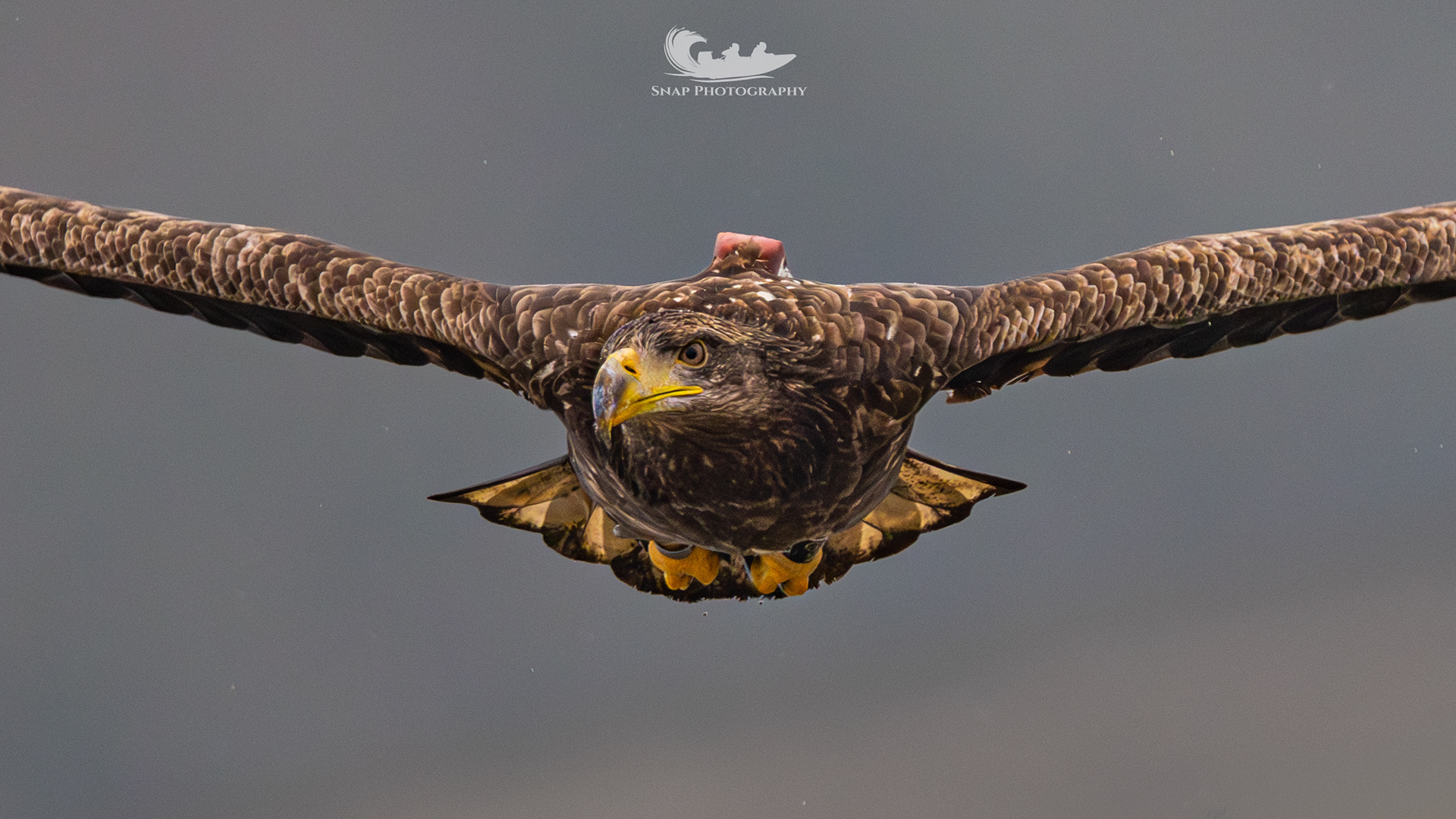 Christchurch harbour White Tailed Eagles