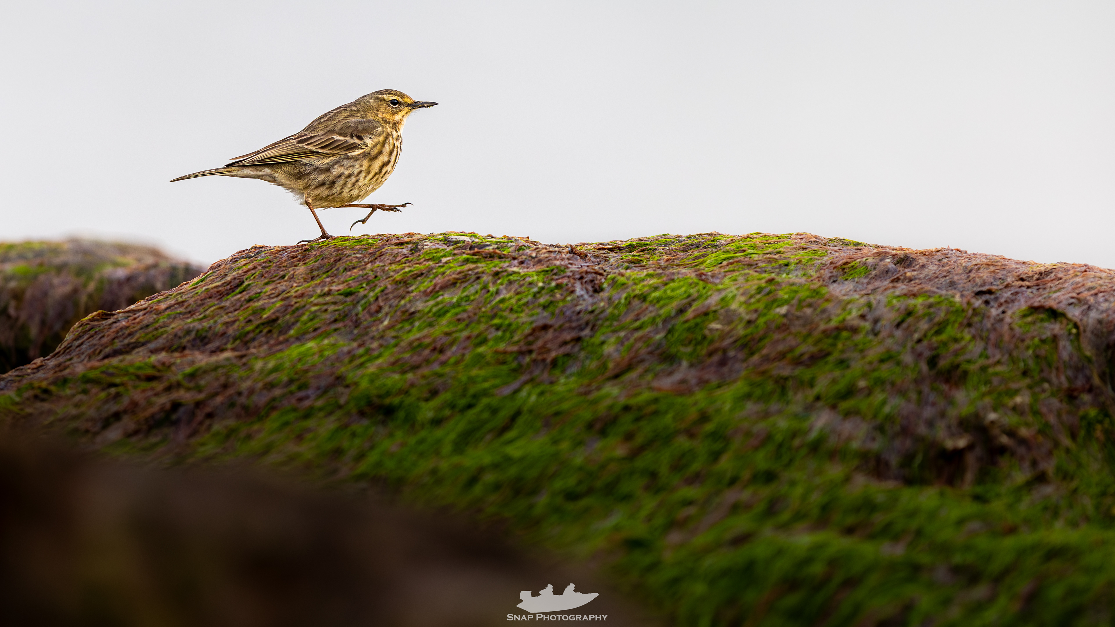 Rock Pipit