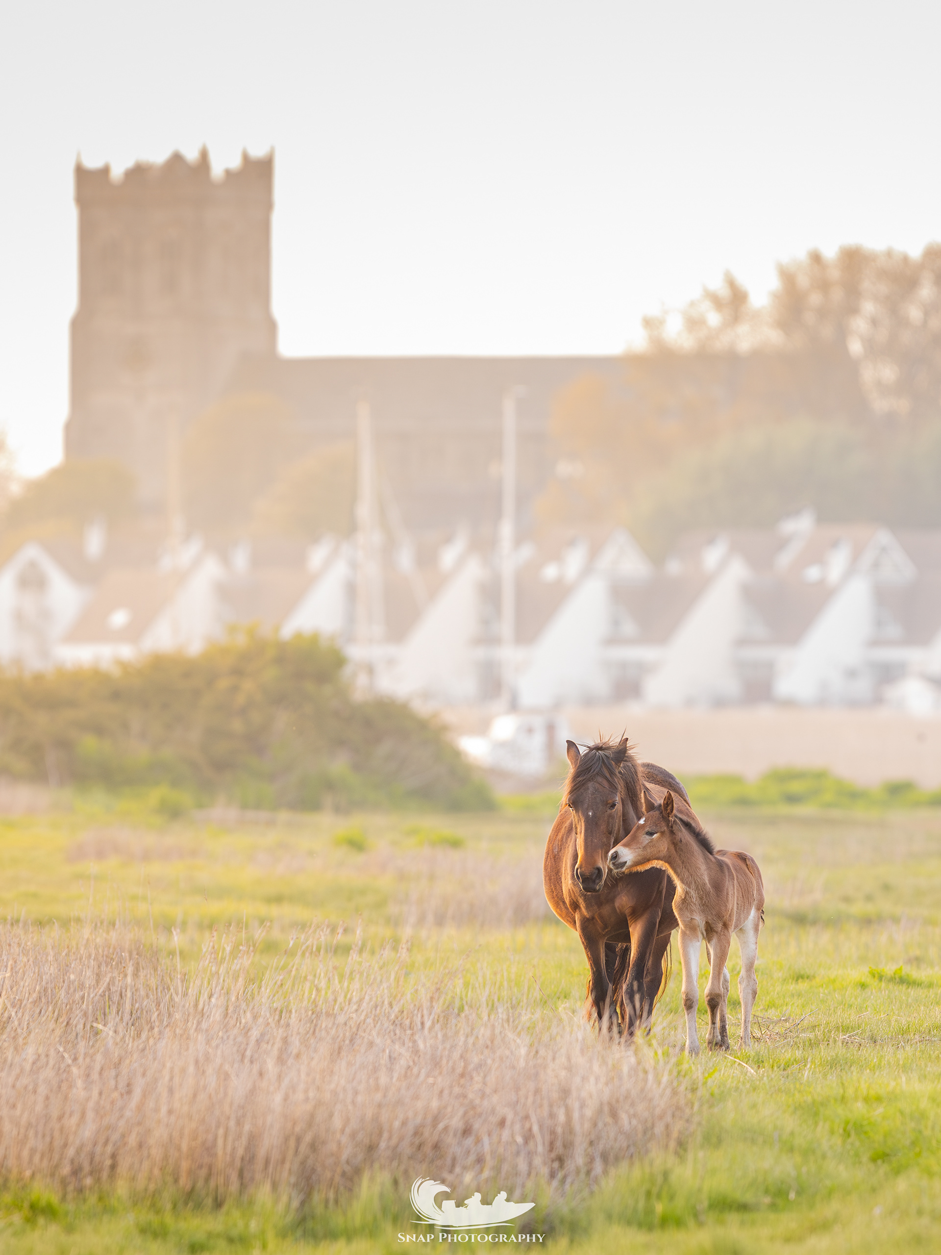 A few day old foal