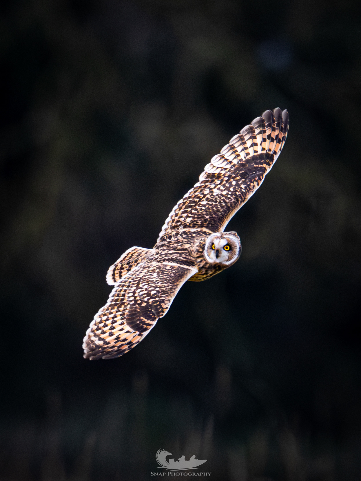 Short eared owls