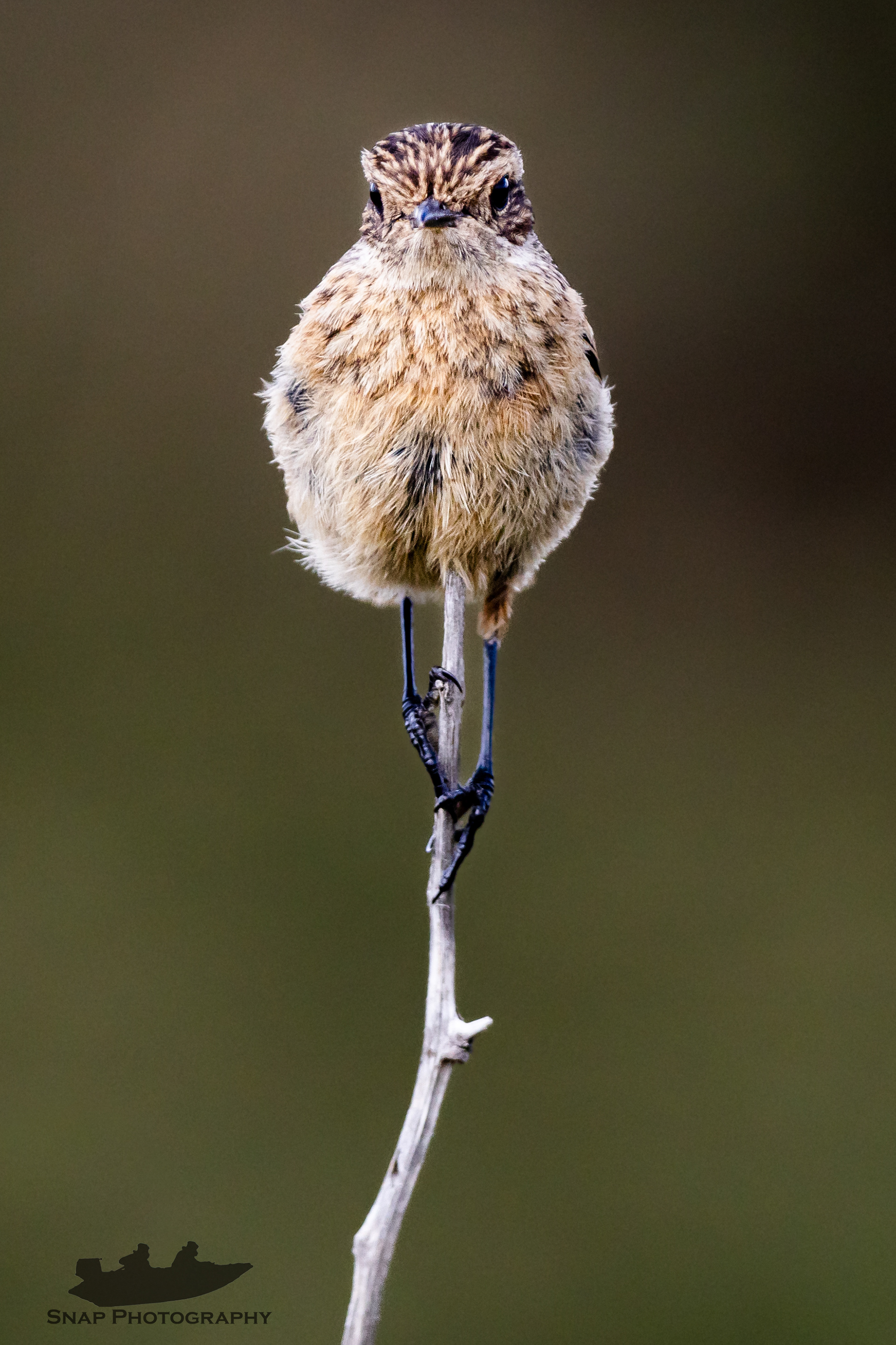 Stonechat