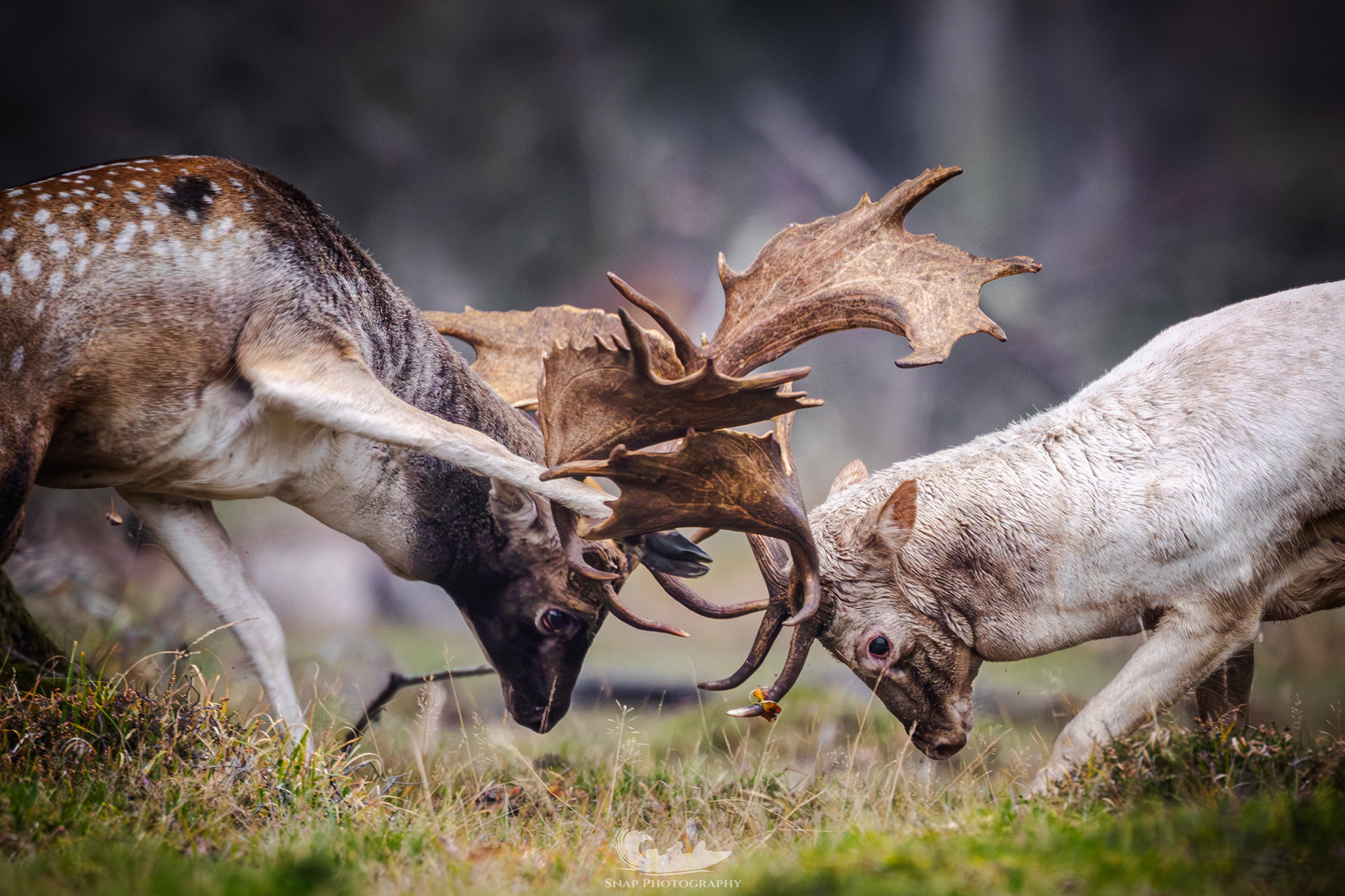 Fallow Deer Rut