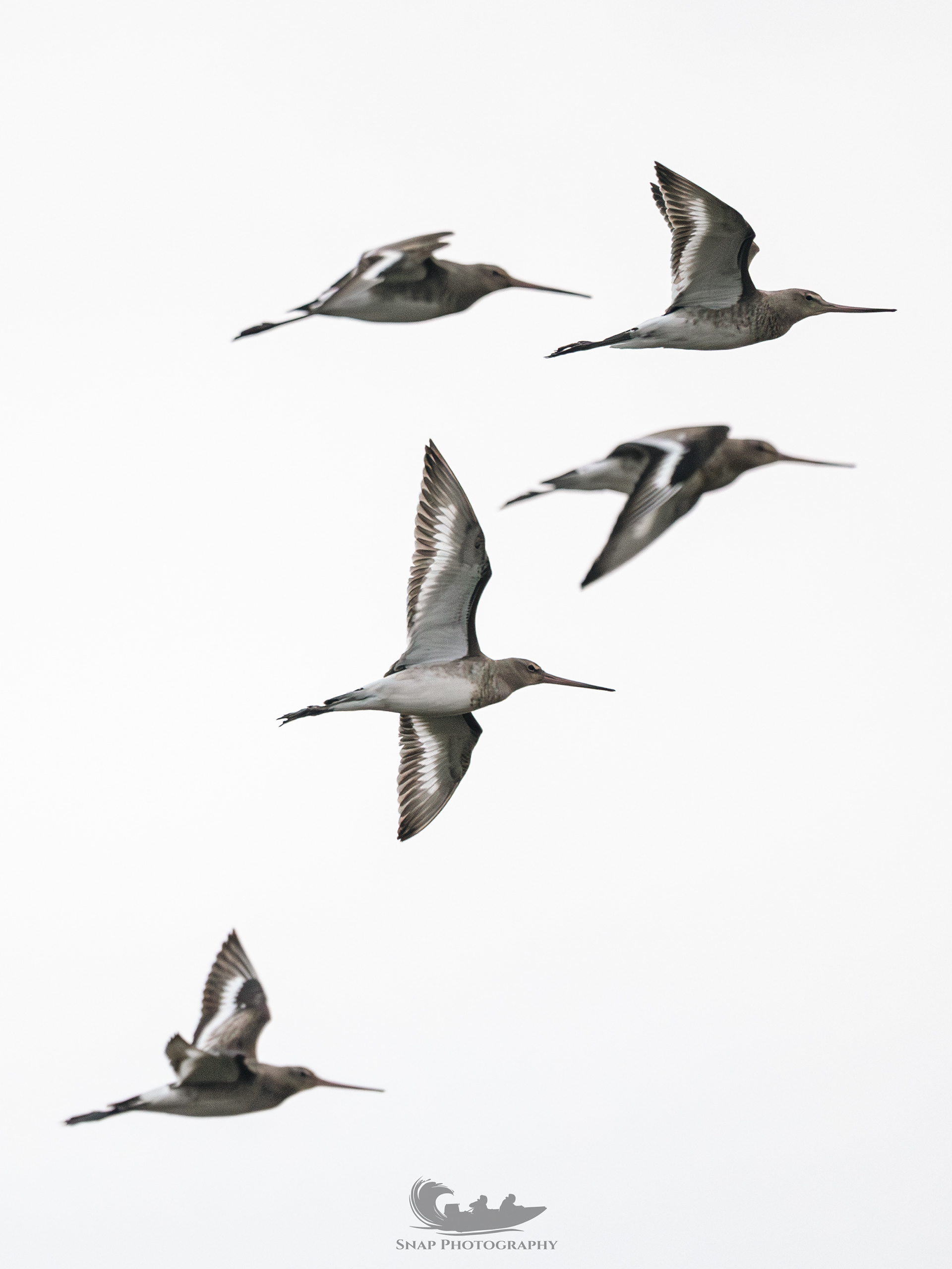 Godwits