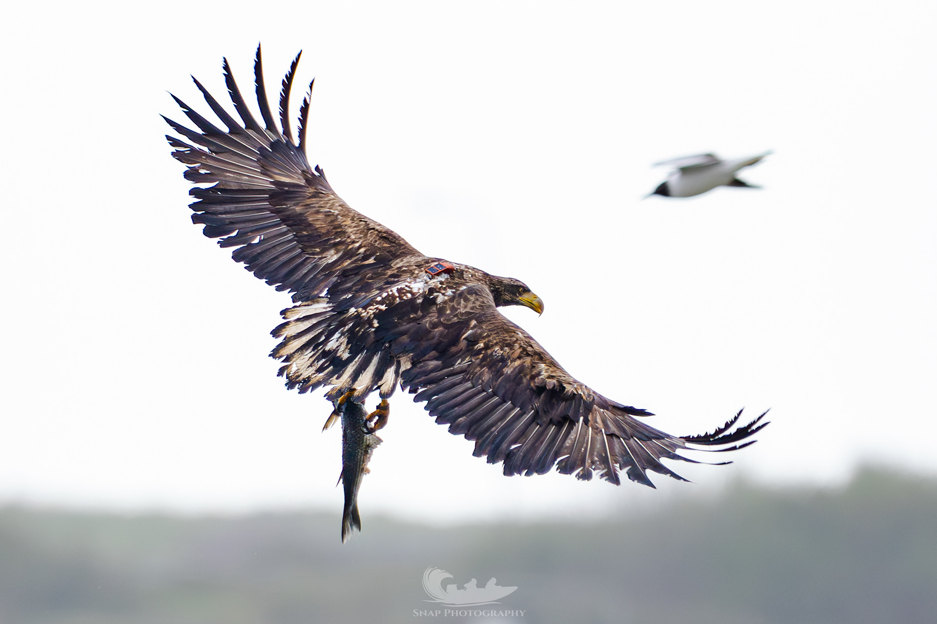 Christchurch harbour White Tailed Eagles