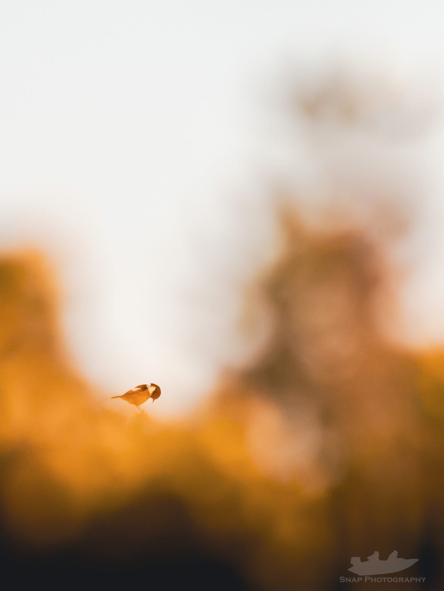 Stonechat