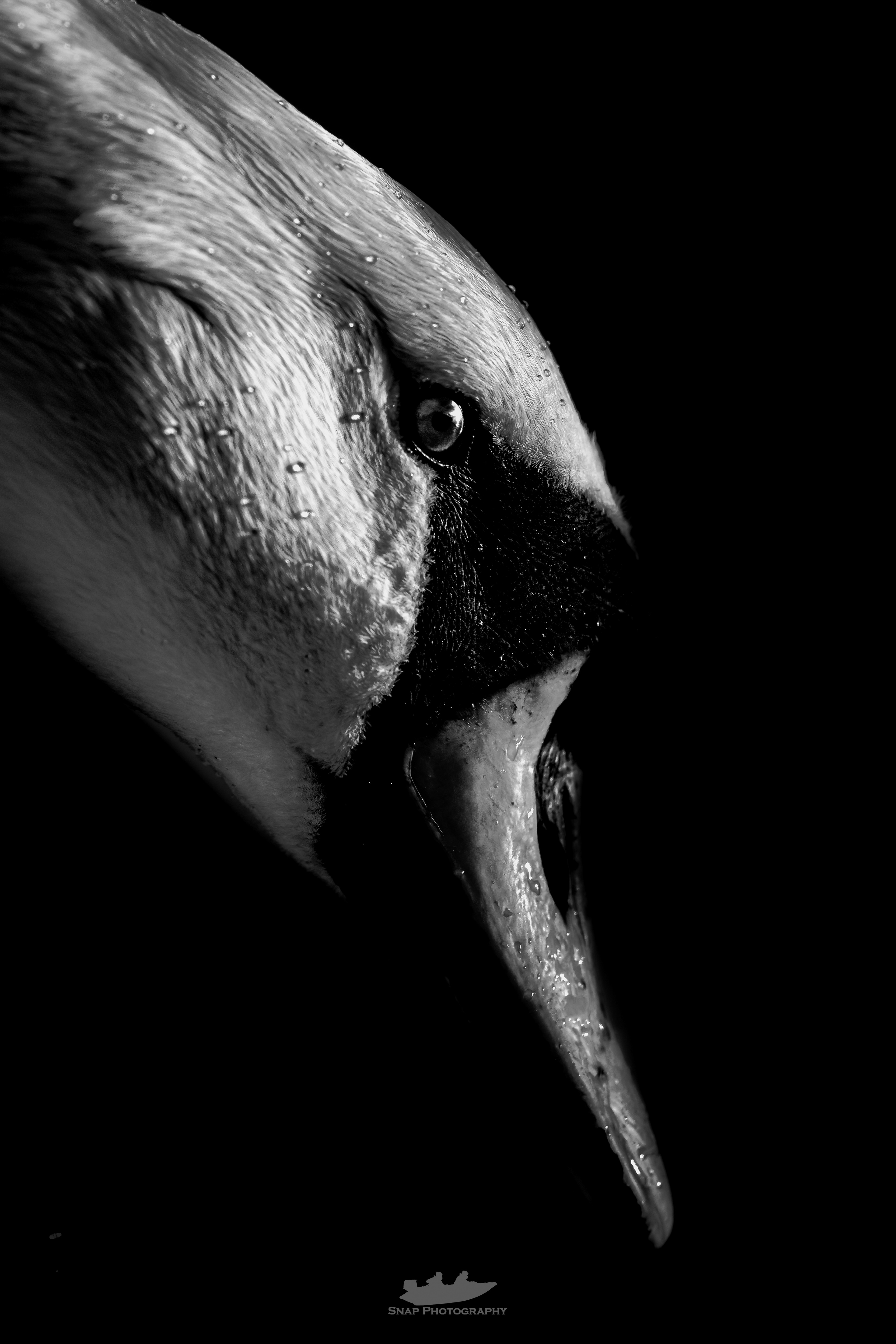Swan art