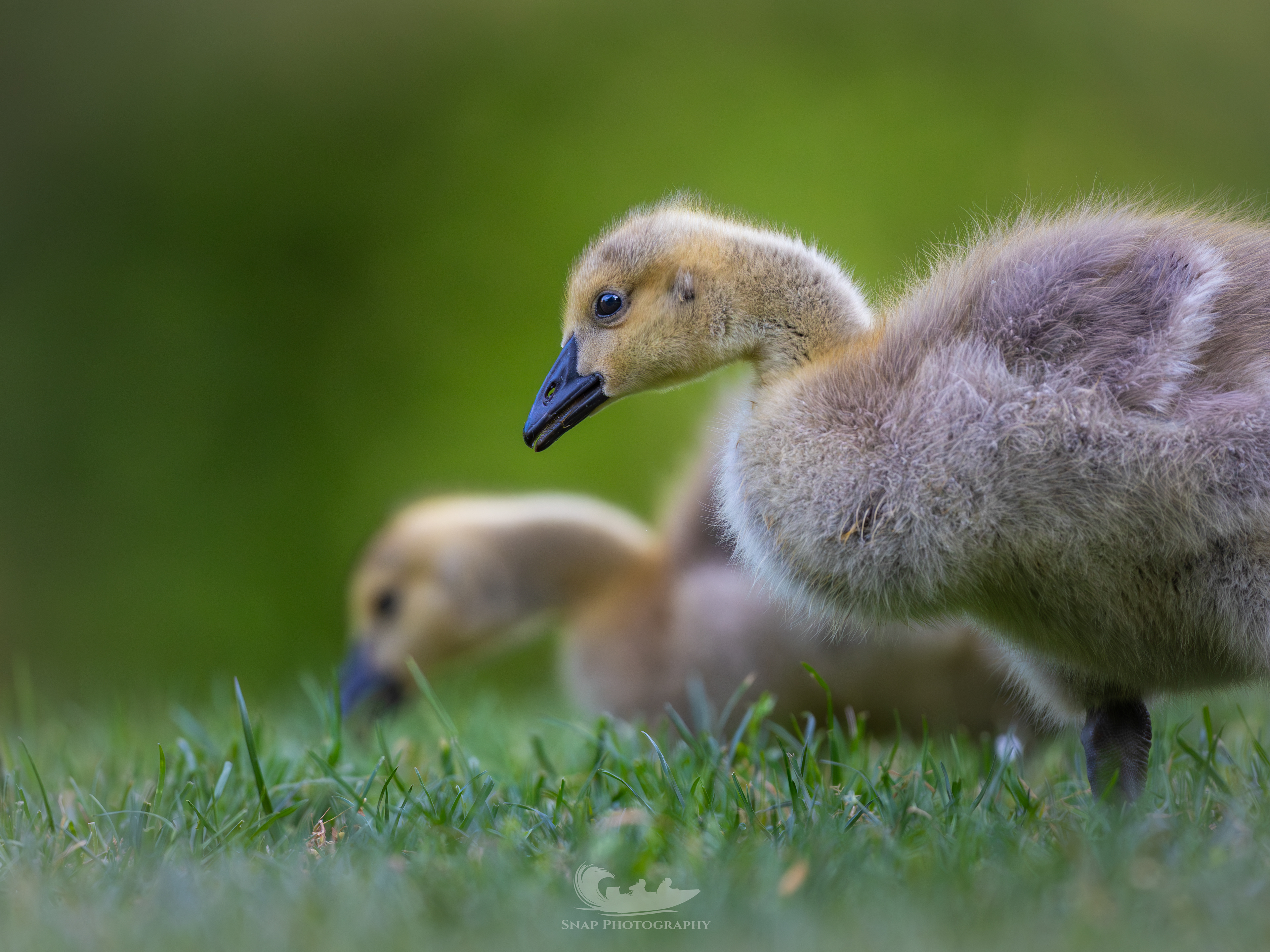 Goslings