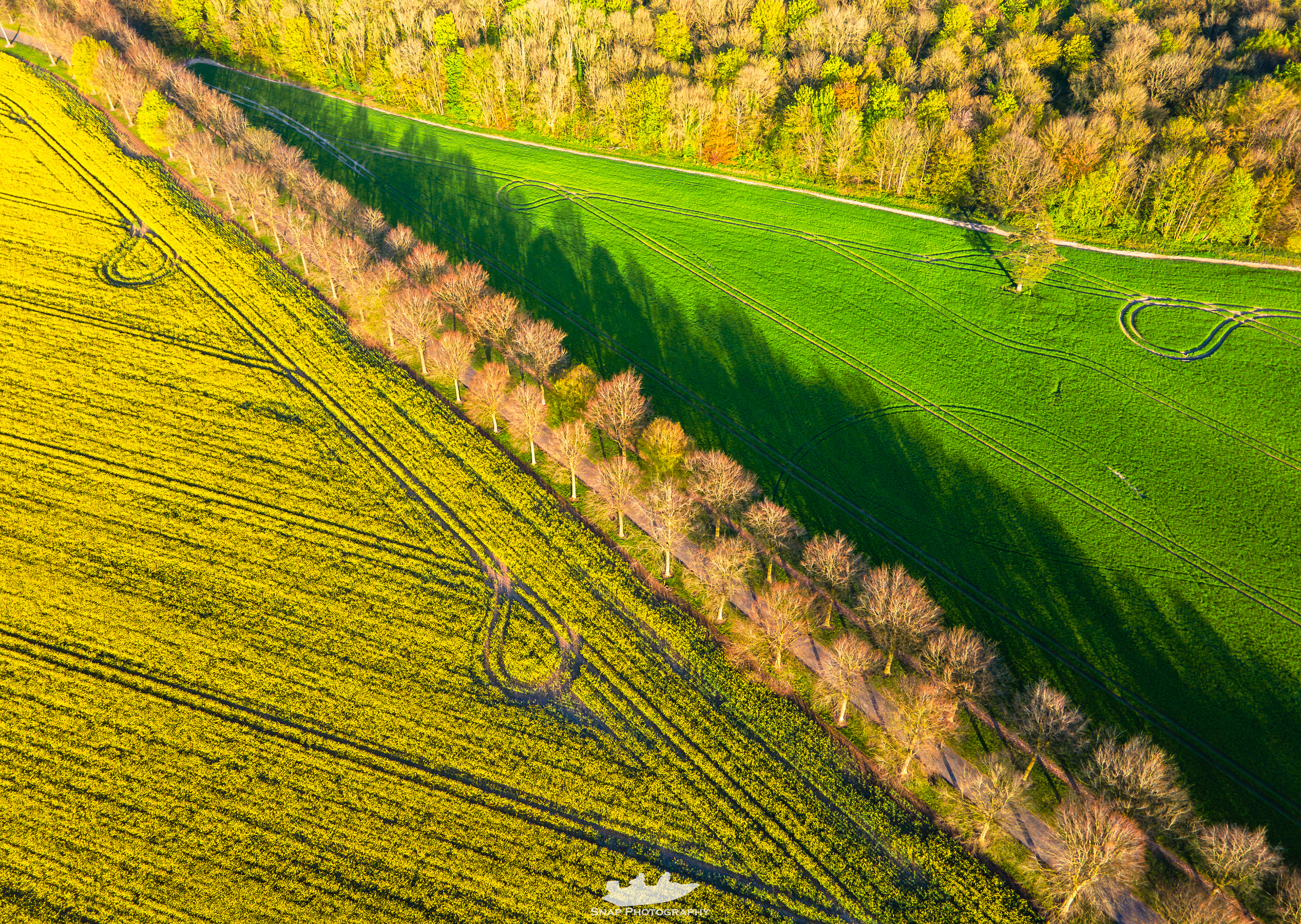 The avenue of trees at Moor Crichel