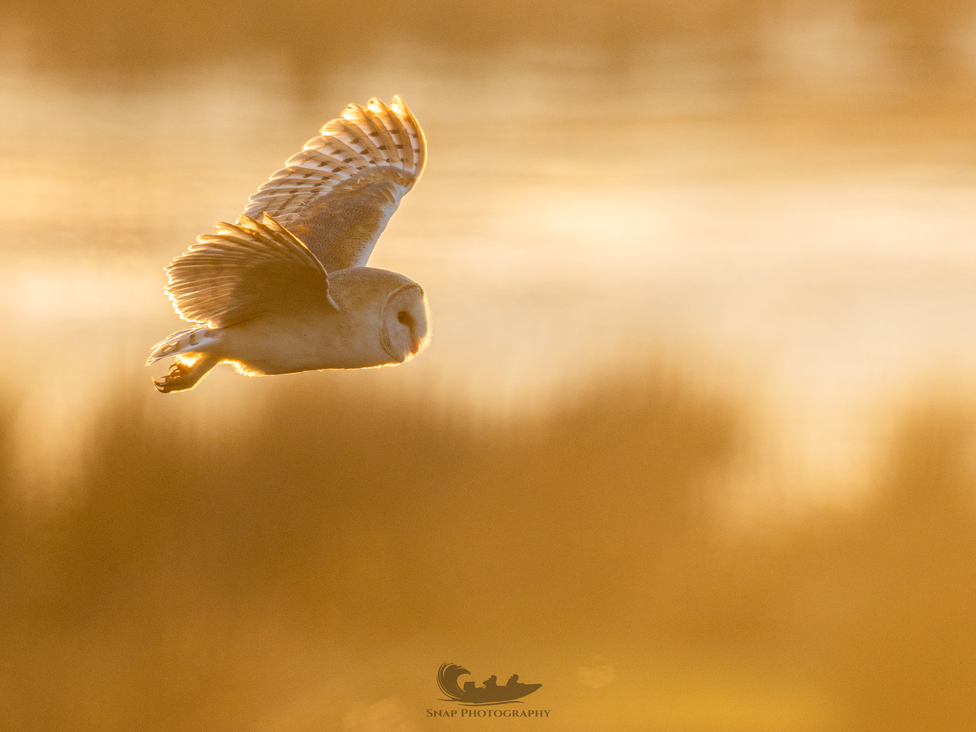 Barn Owl