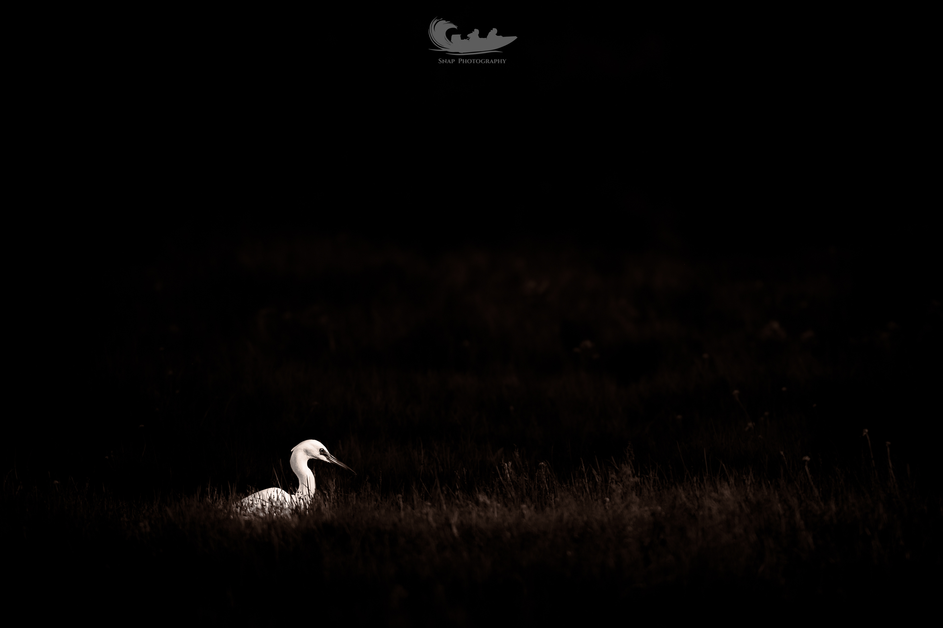 Little Egret