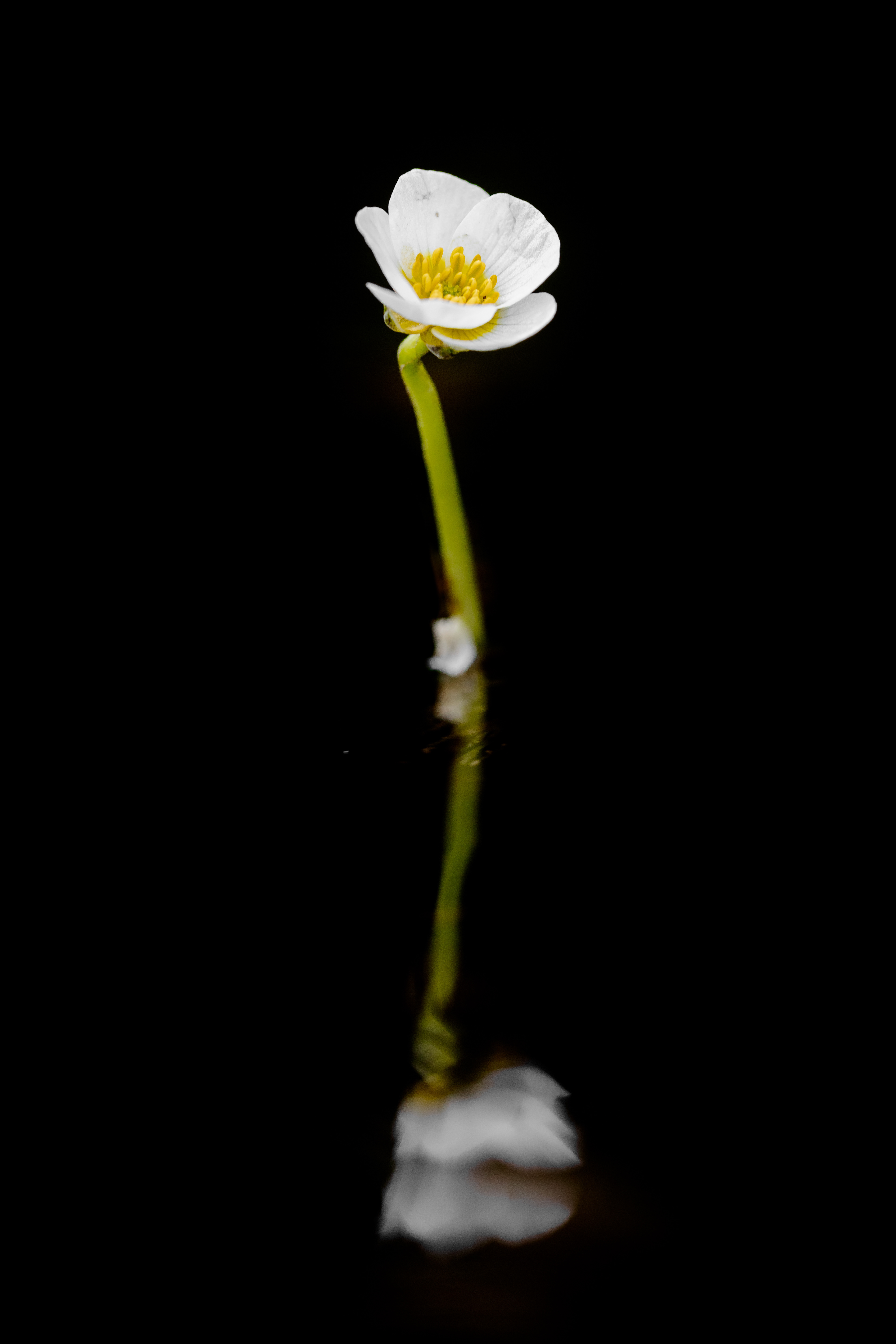 A lonely flower in the stream 
