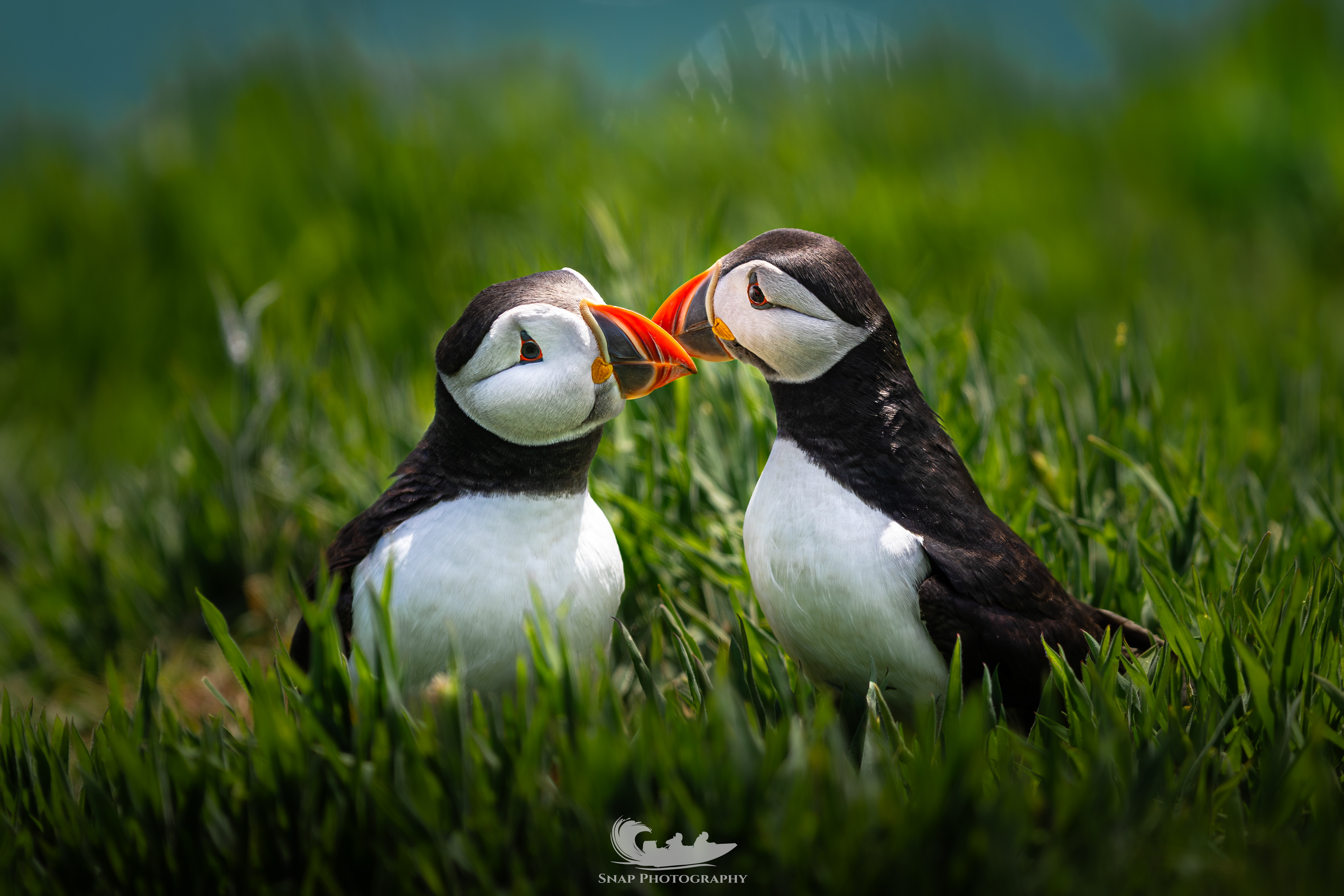 Skomer Island 
