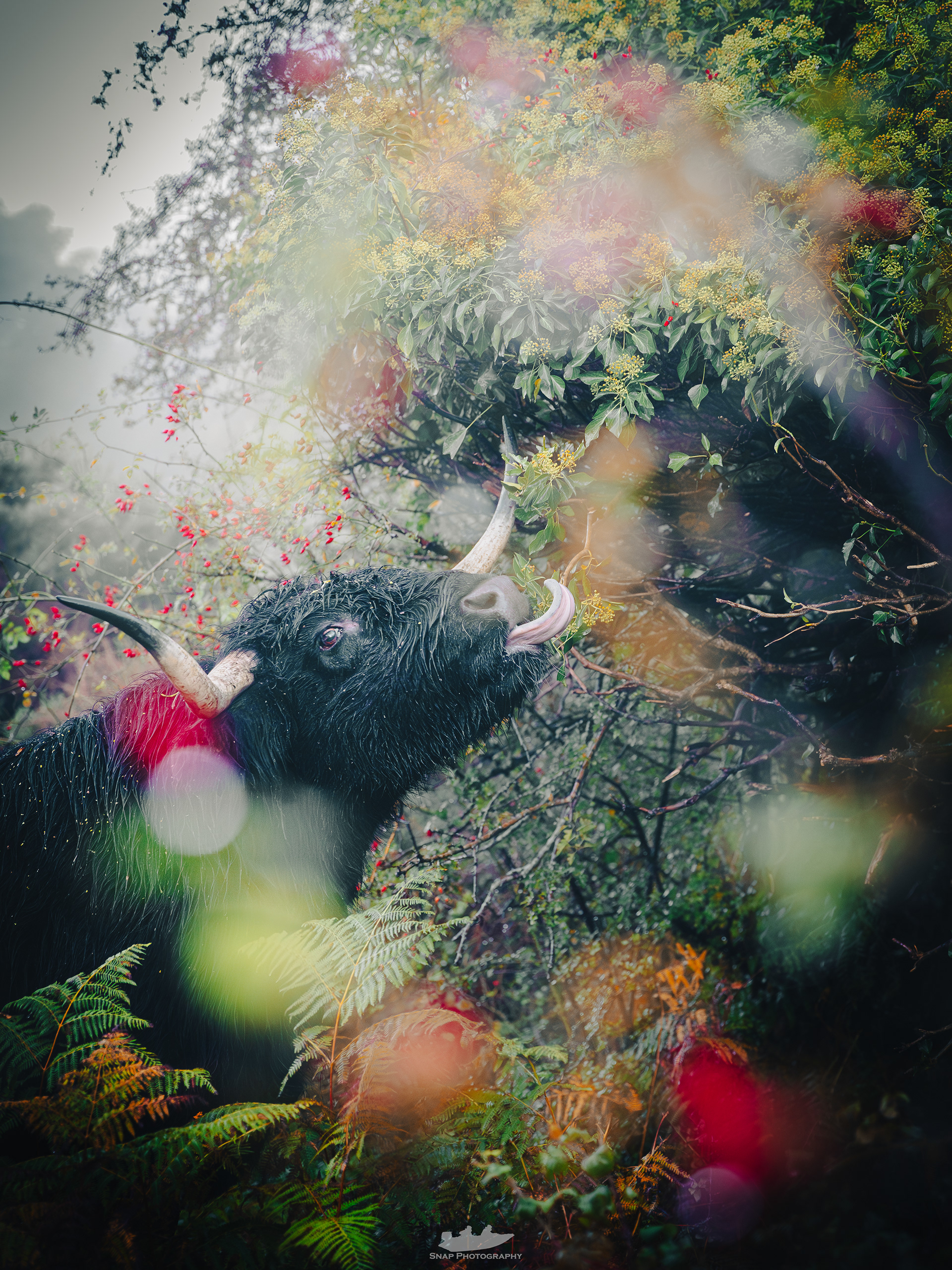 Highland cow in the New Forest