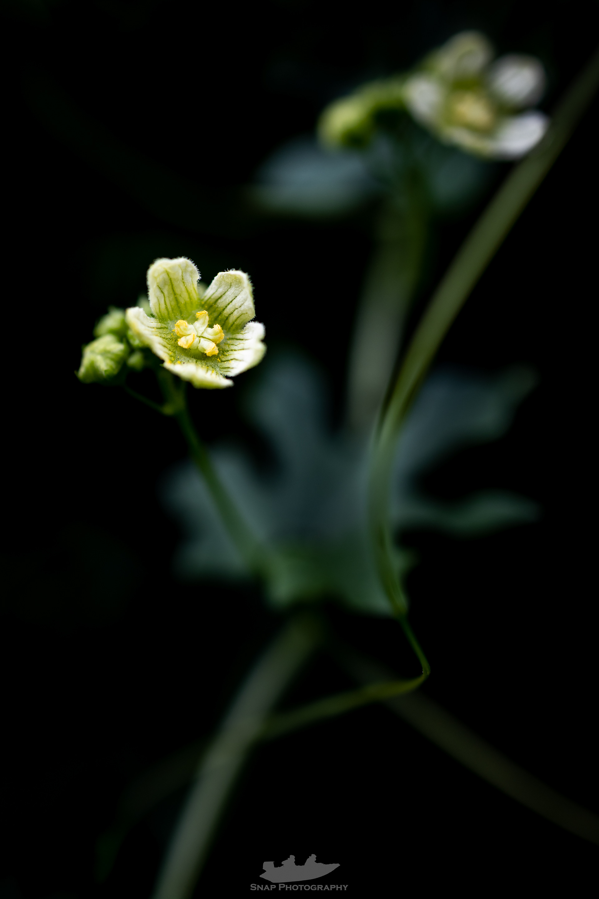 Flower art