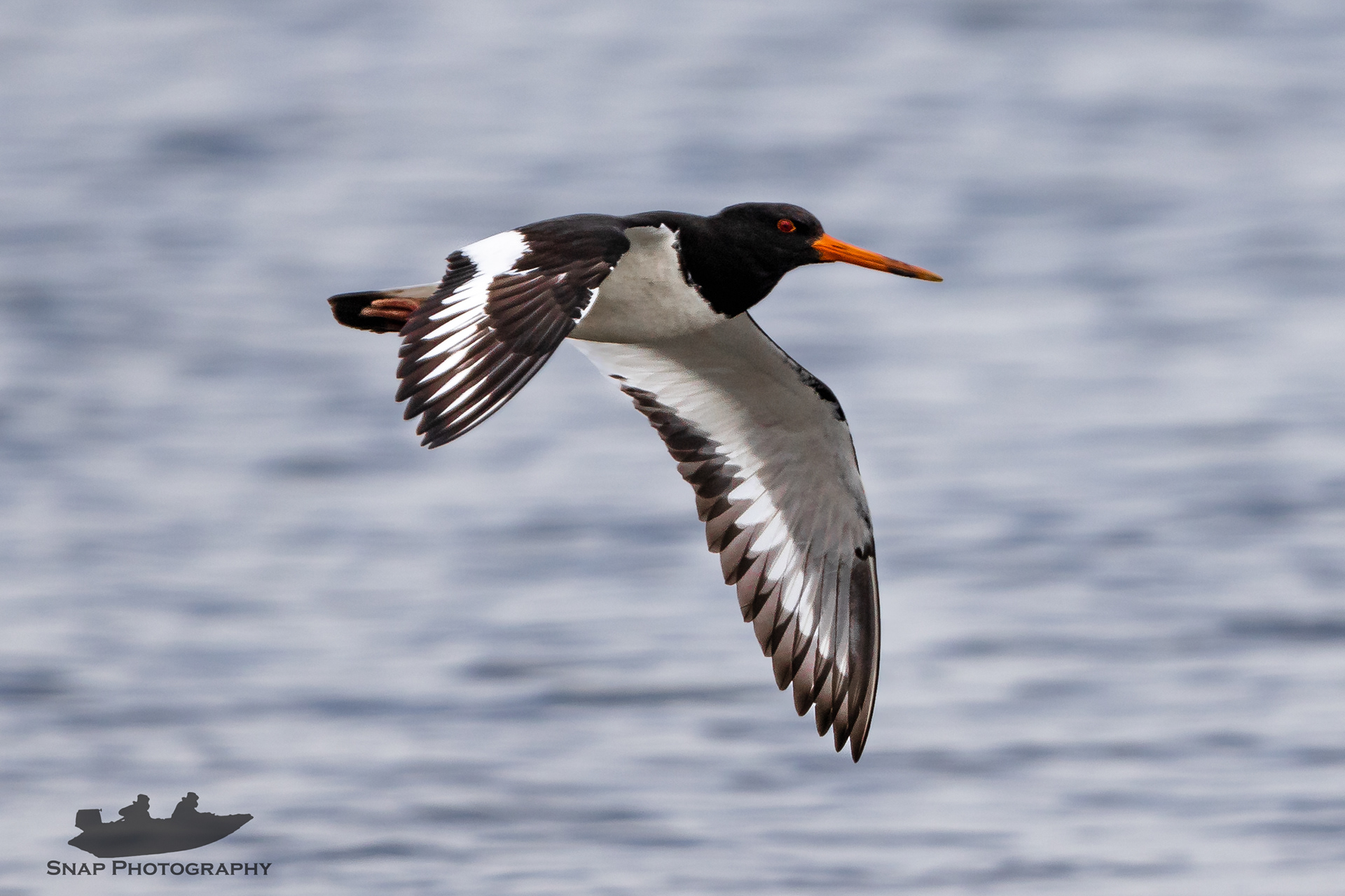Oystercatcher