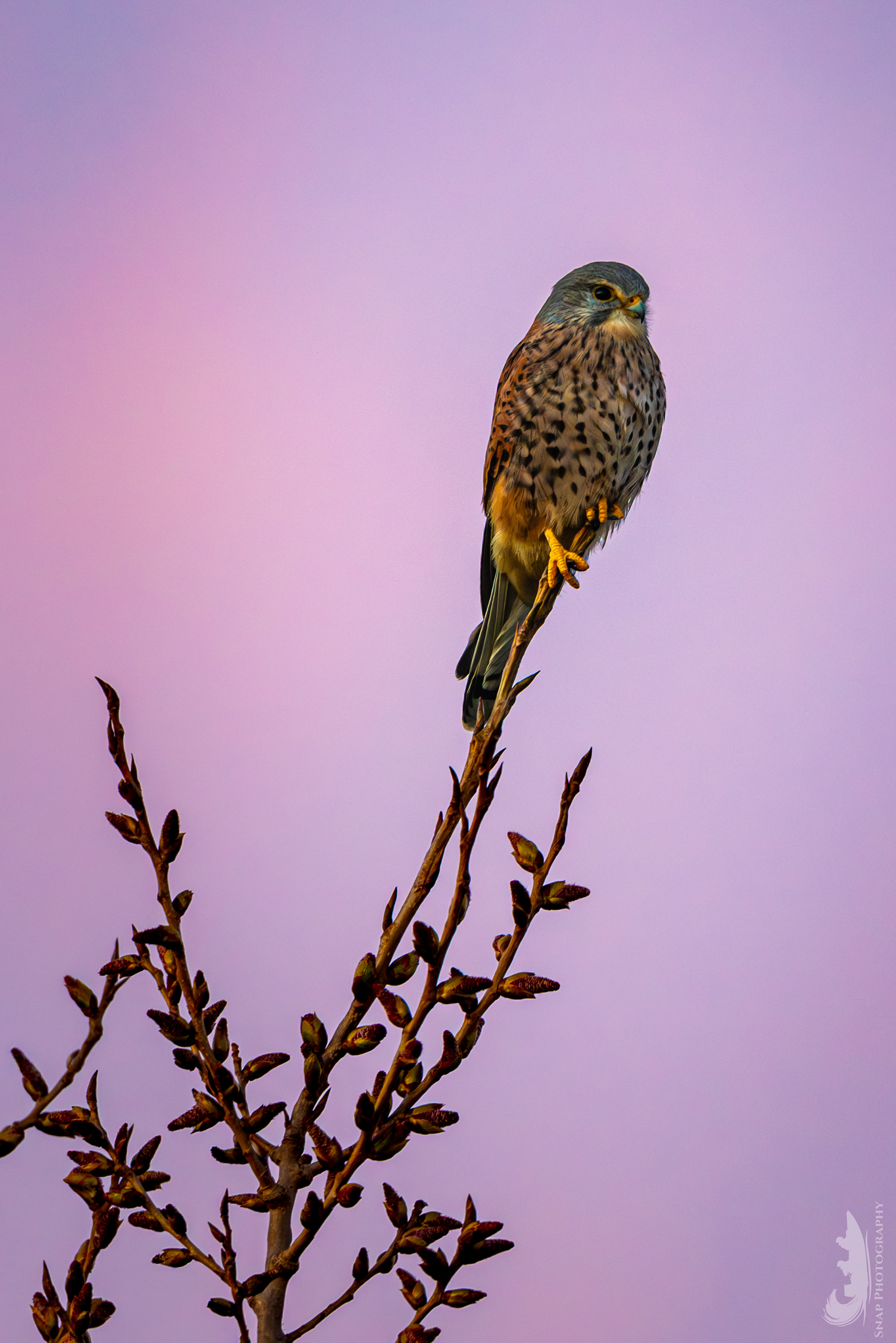Male Kestrel 