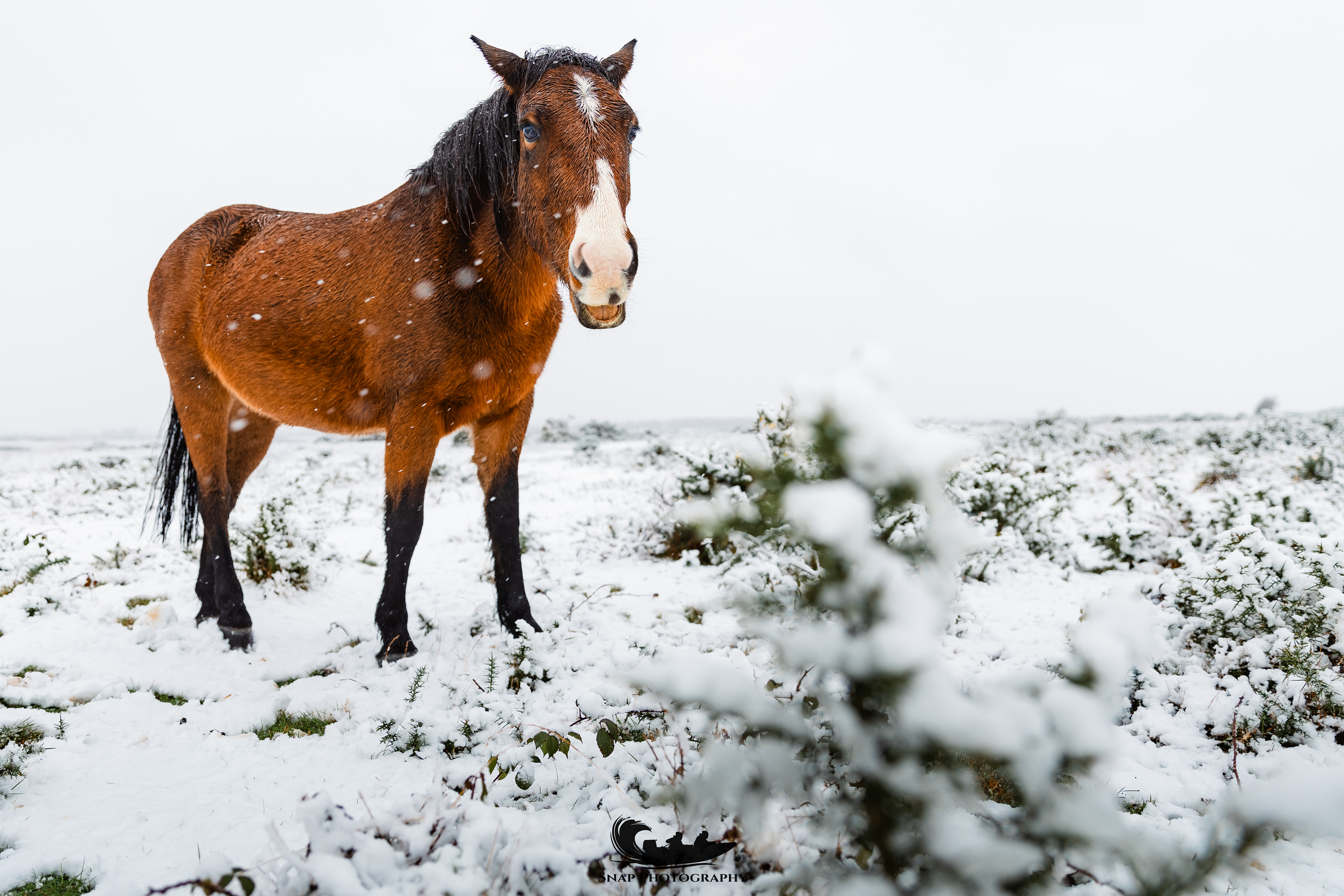 New forest ponies say cheeese