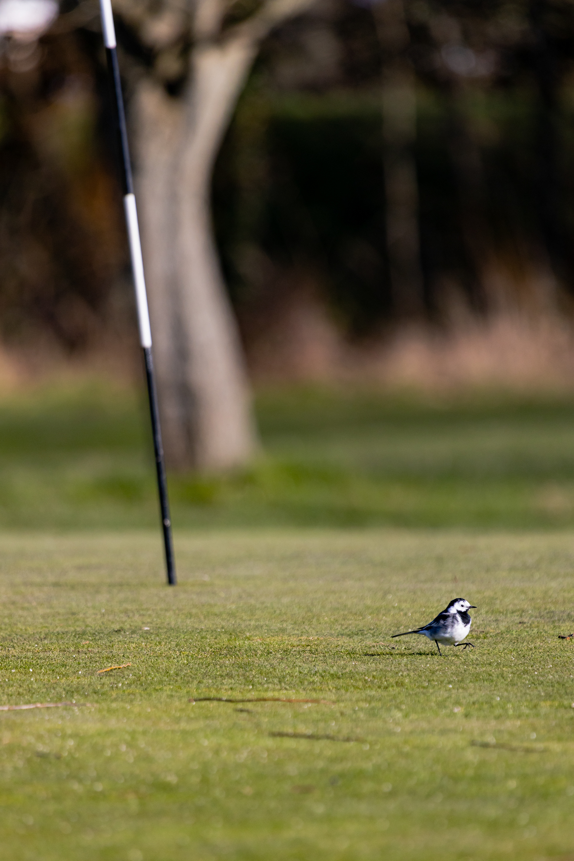 A round of golf