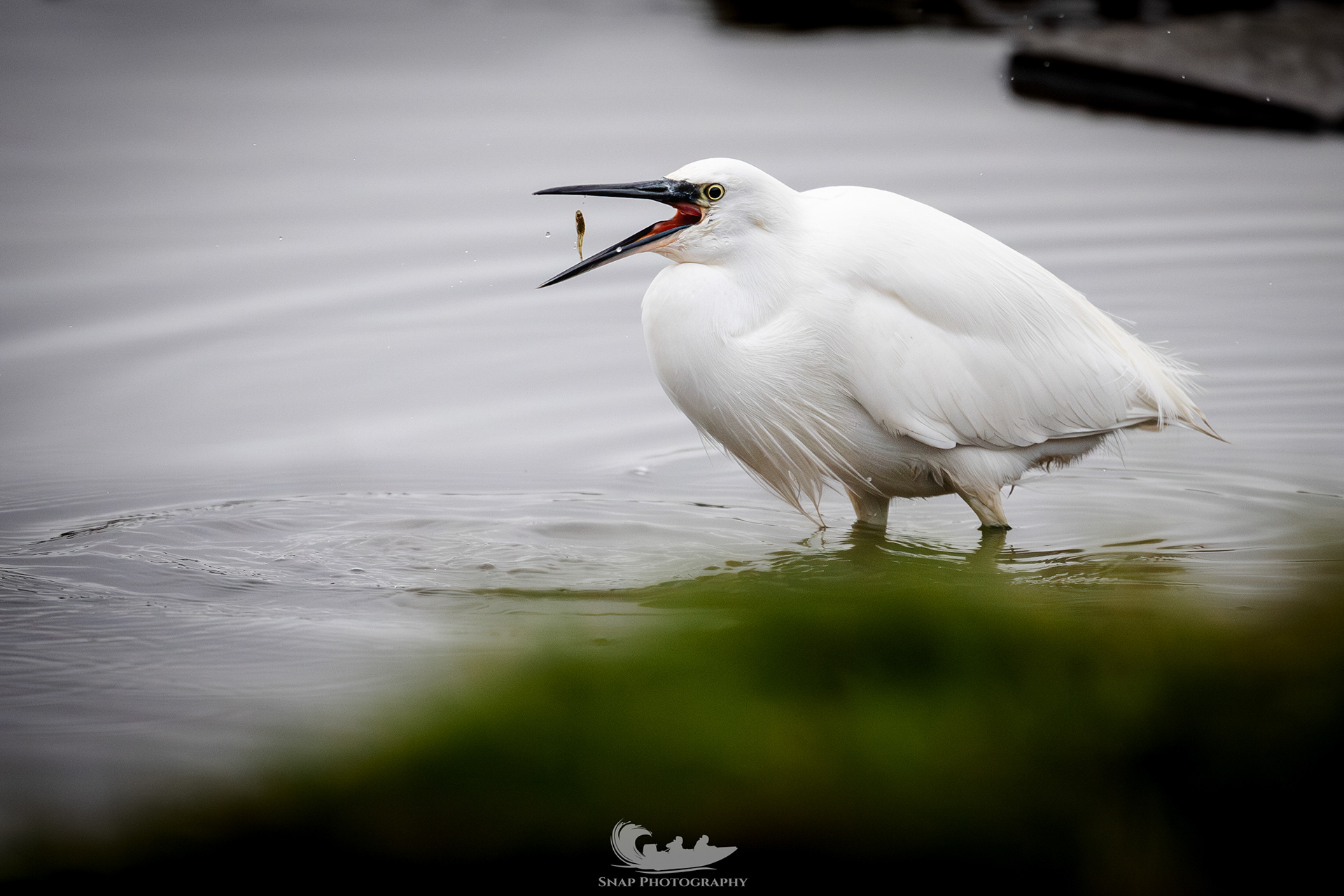 Little Egret 