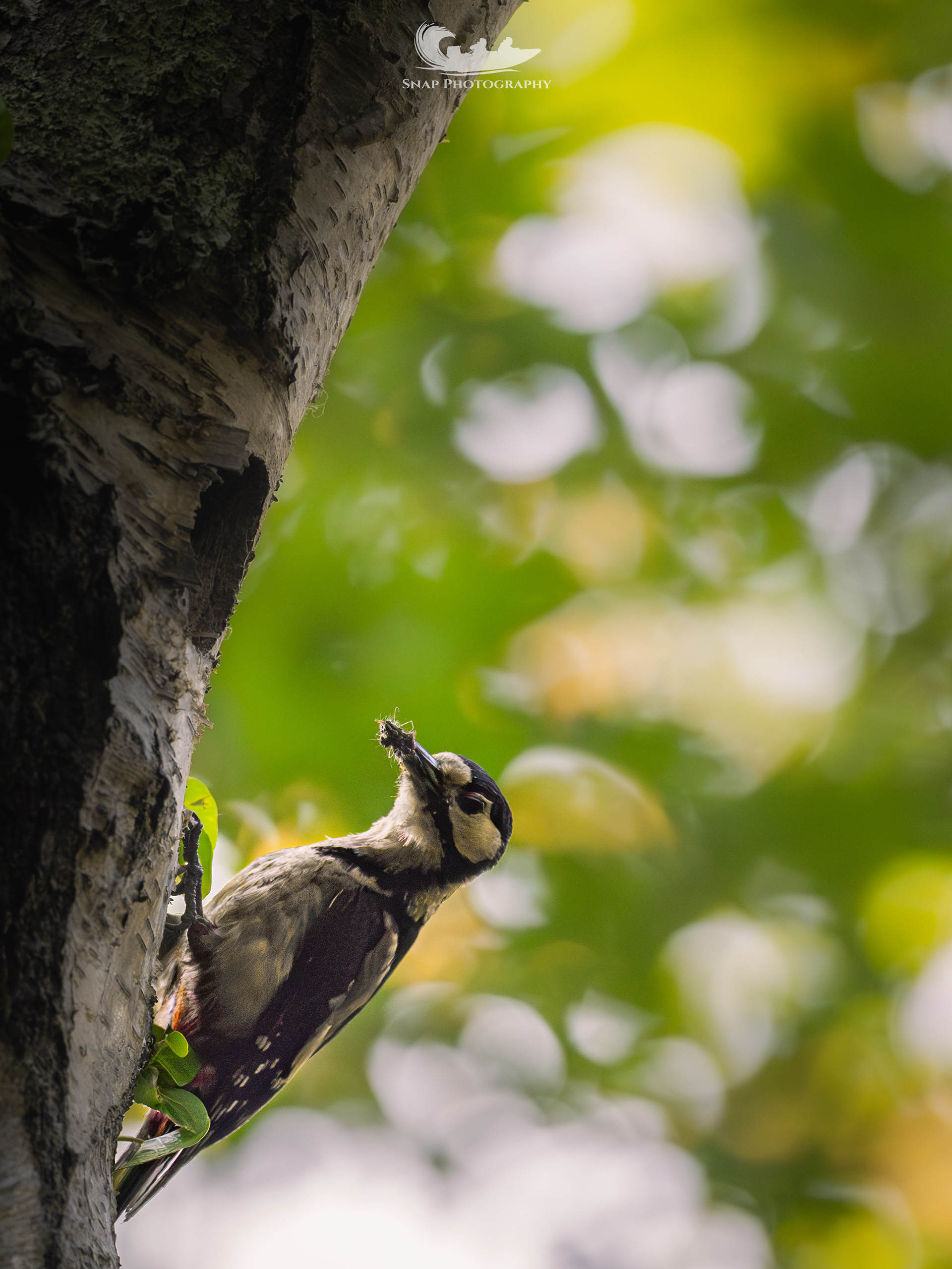 Great Spotted Woodpecker
