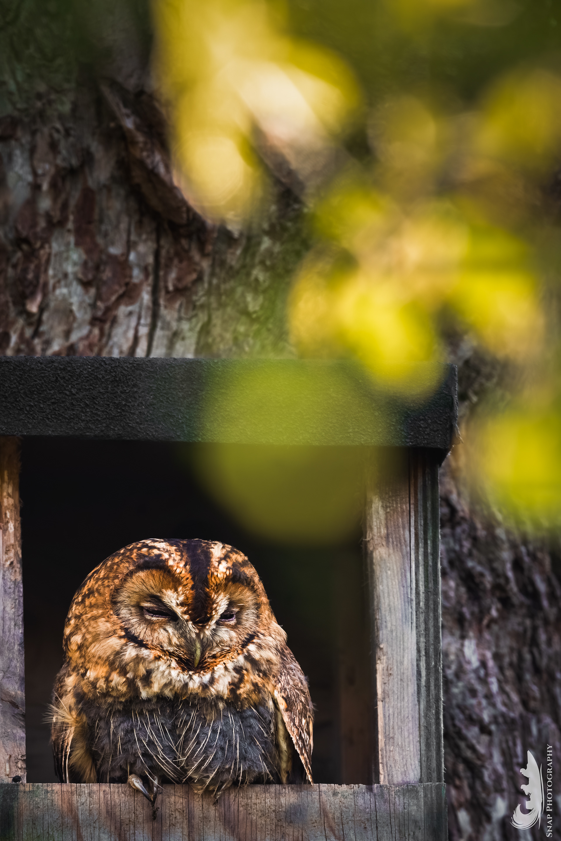 Tawny Owl