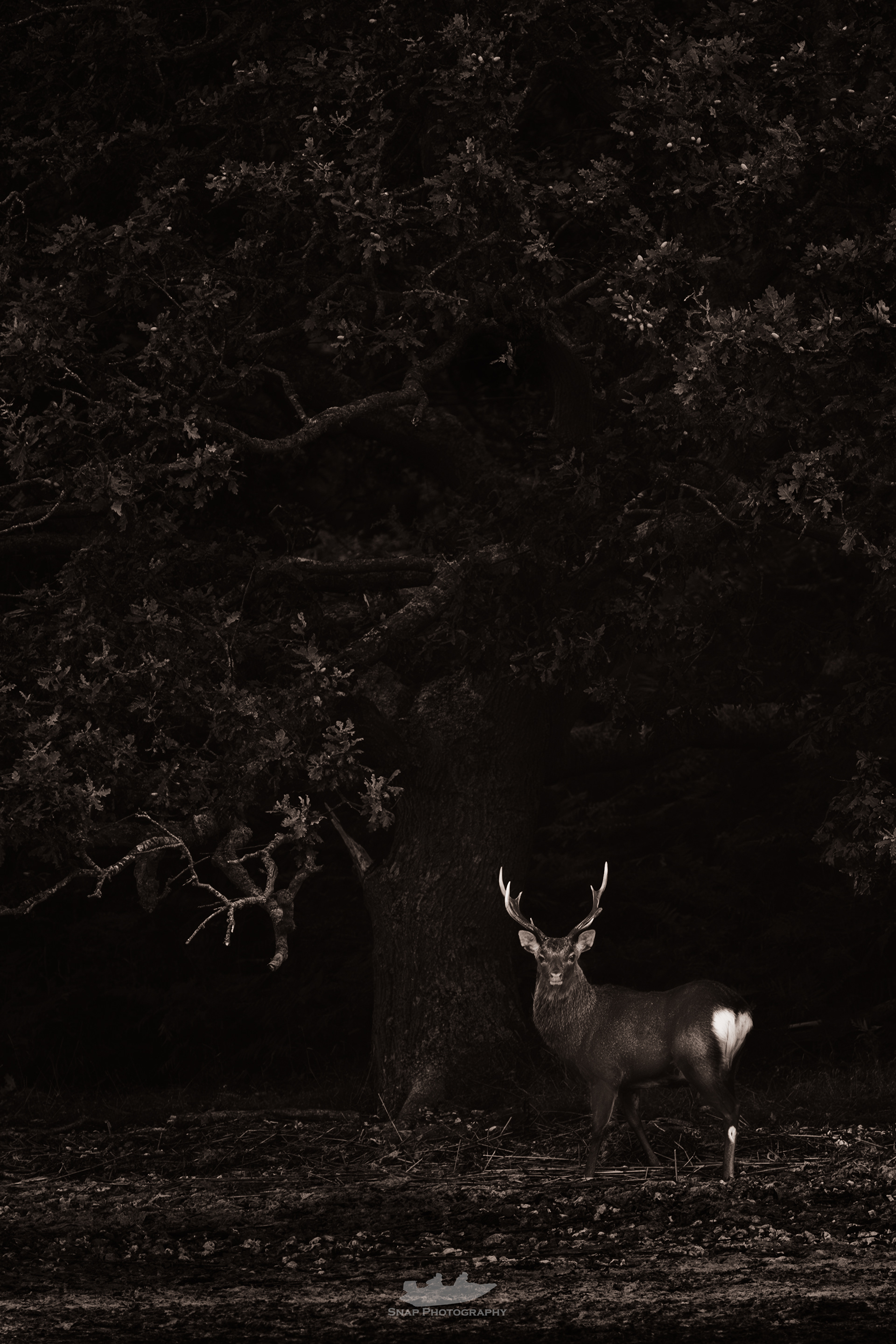 Sika stag on the shoreline