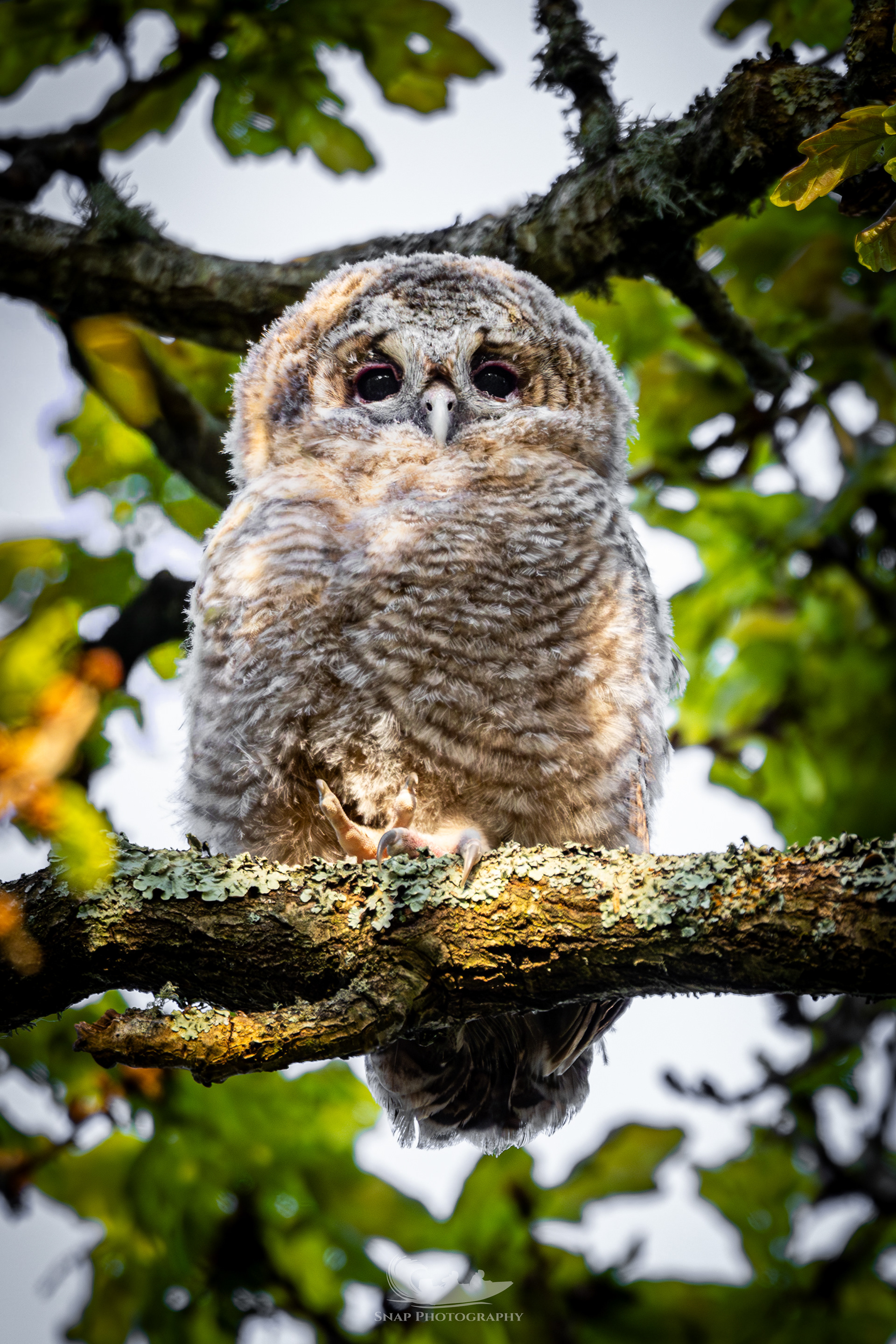 Tawny Owlet