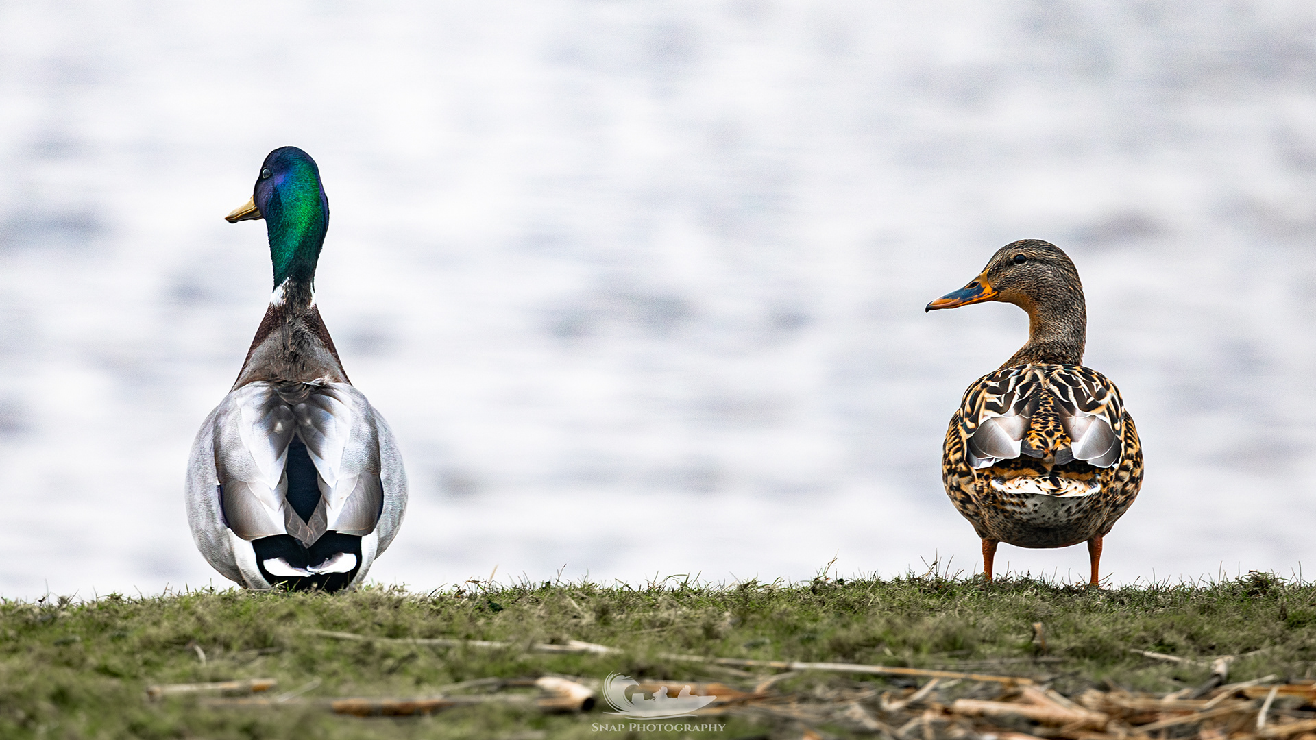 Mallard 