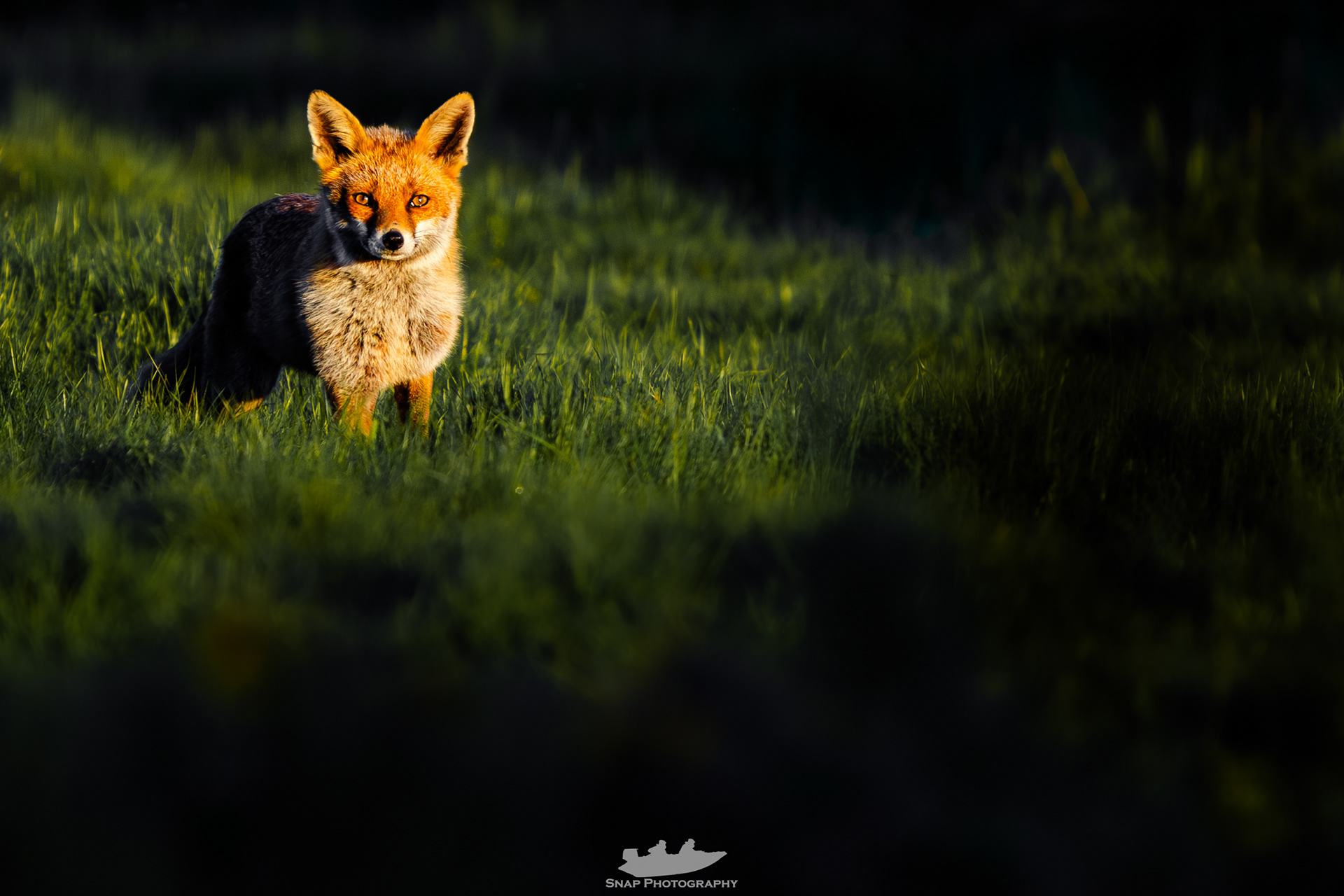 Sunset Fox