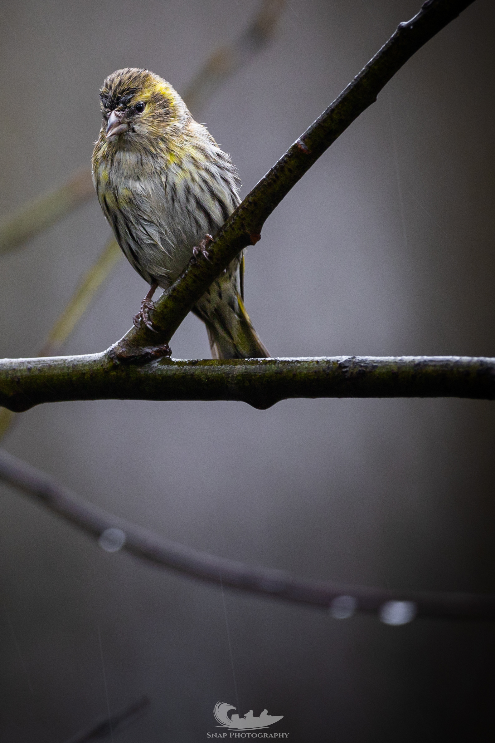 Siskin