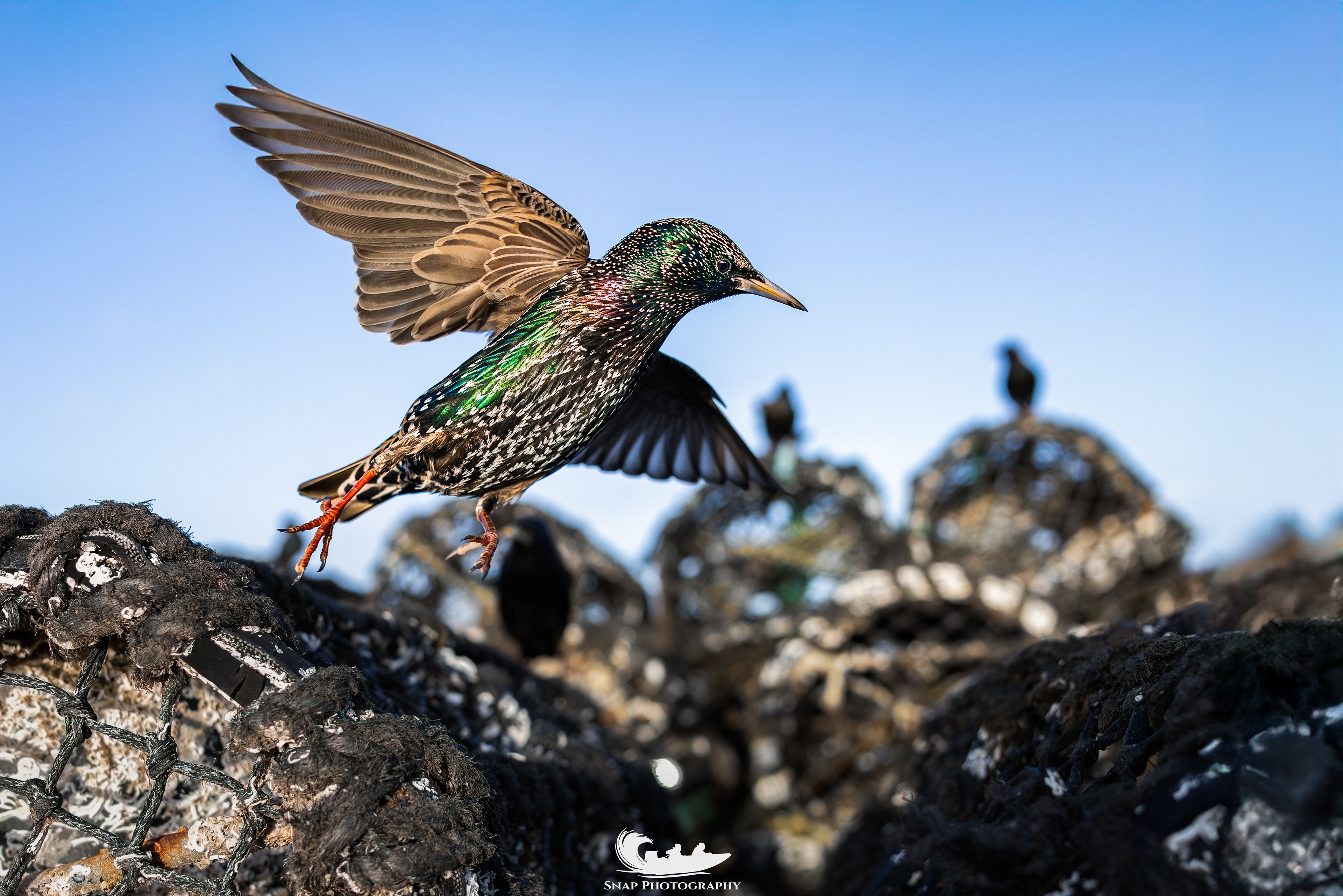 Starling