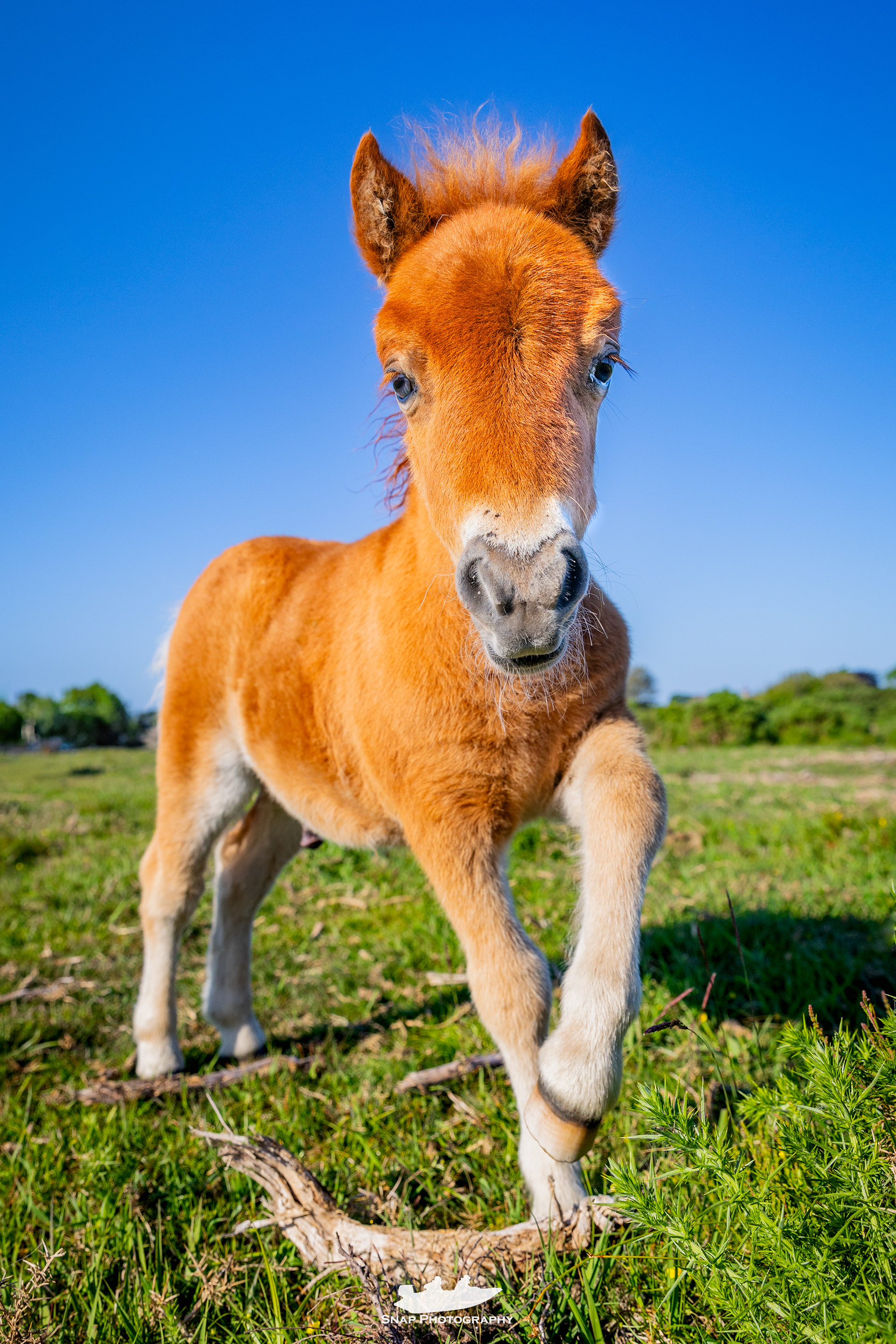 Shetland pony foals