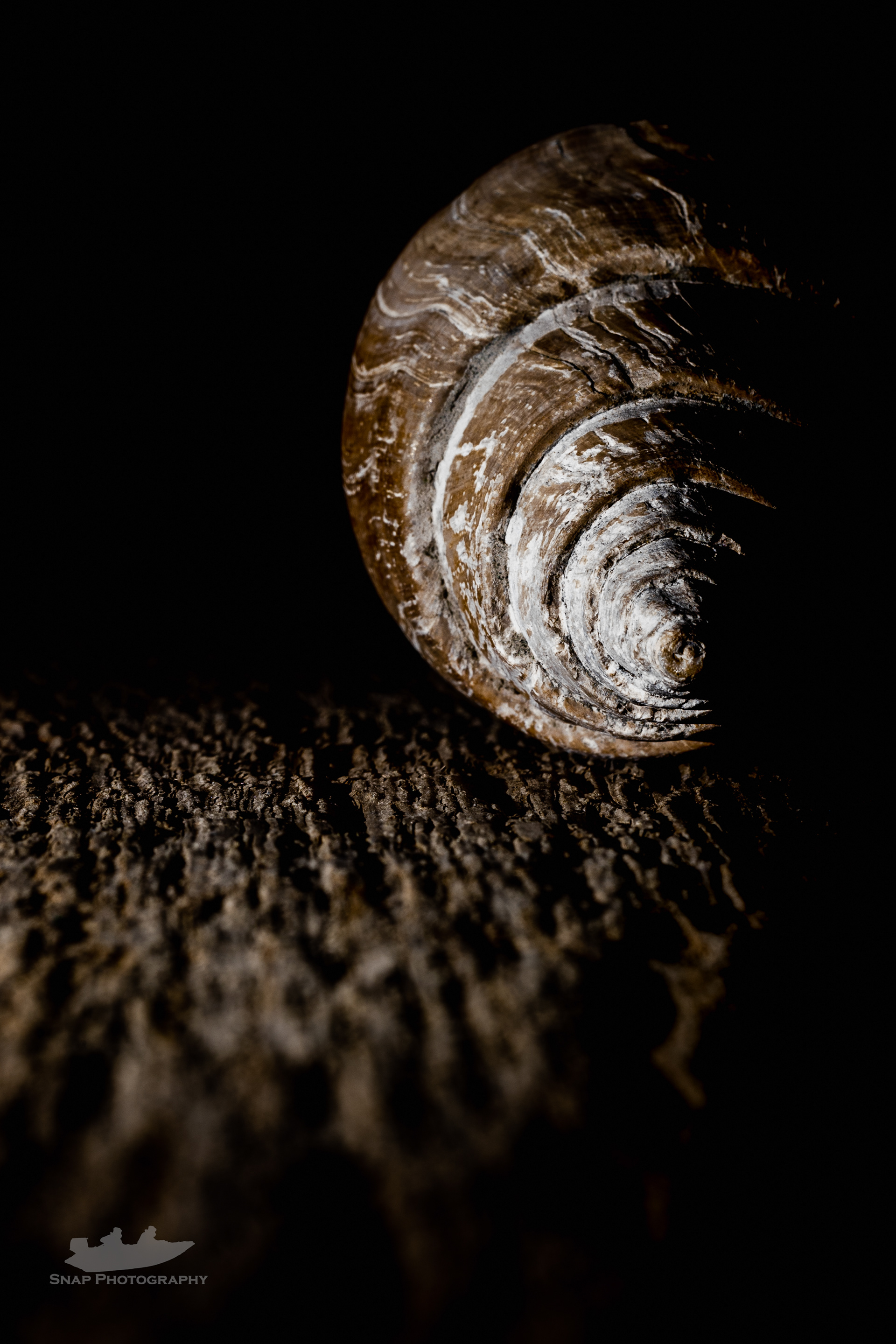 60 million year old shell's found at Barton on Sea
