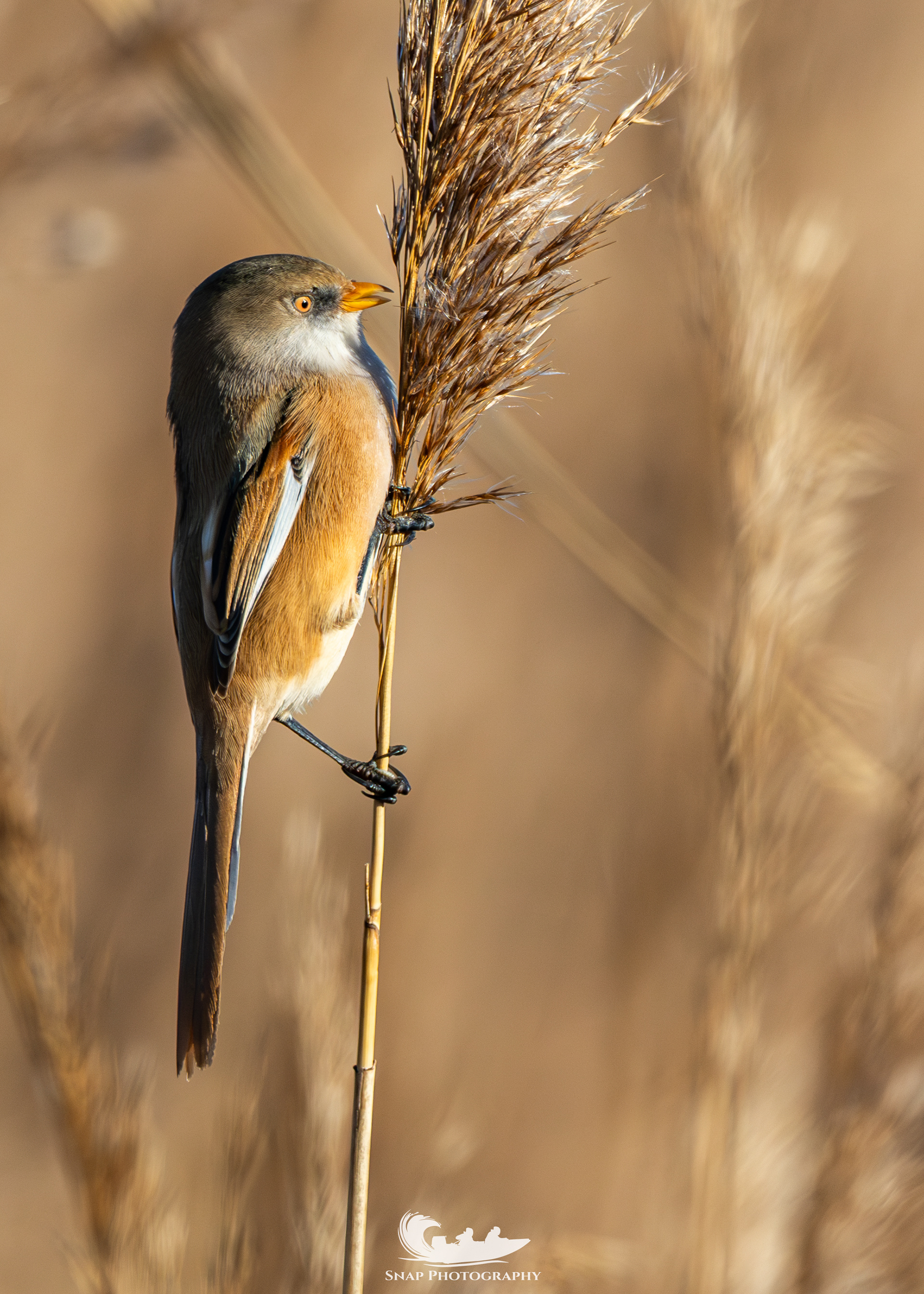 Bearded Tit