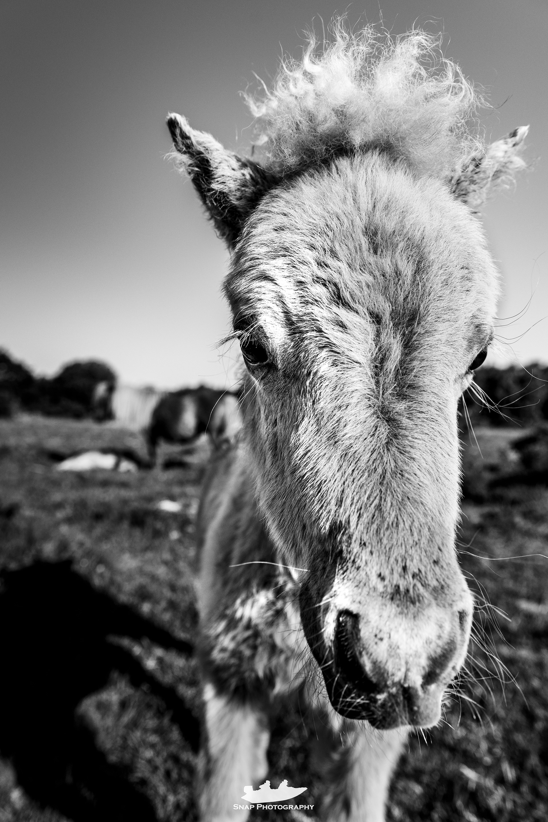 Shetland pony foals