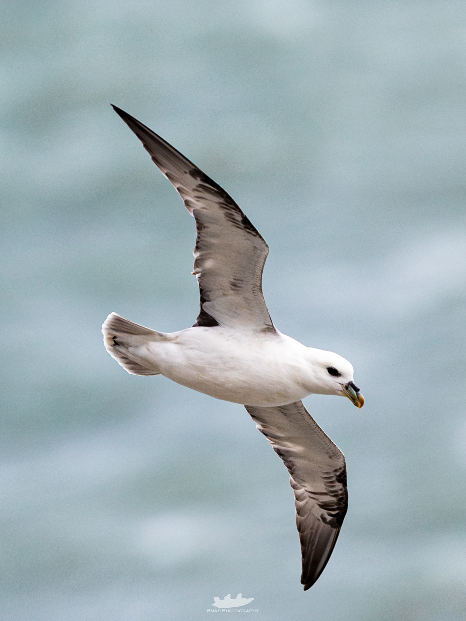Fulmar