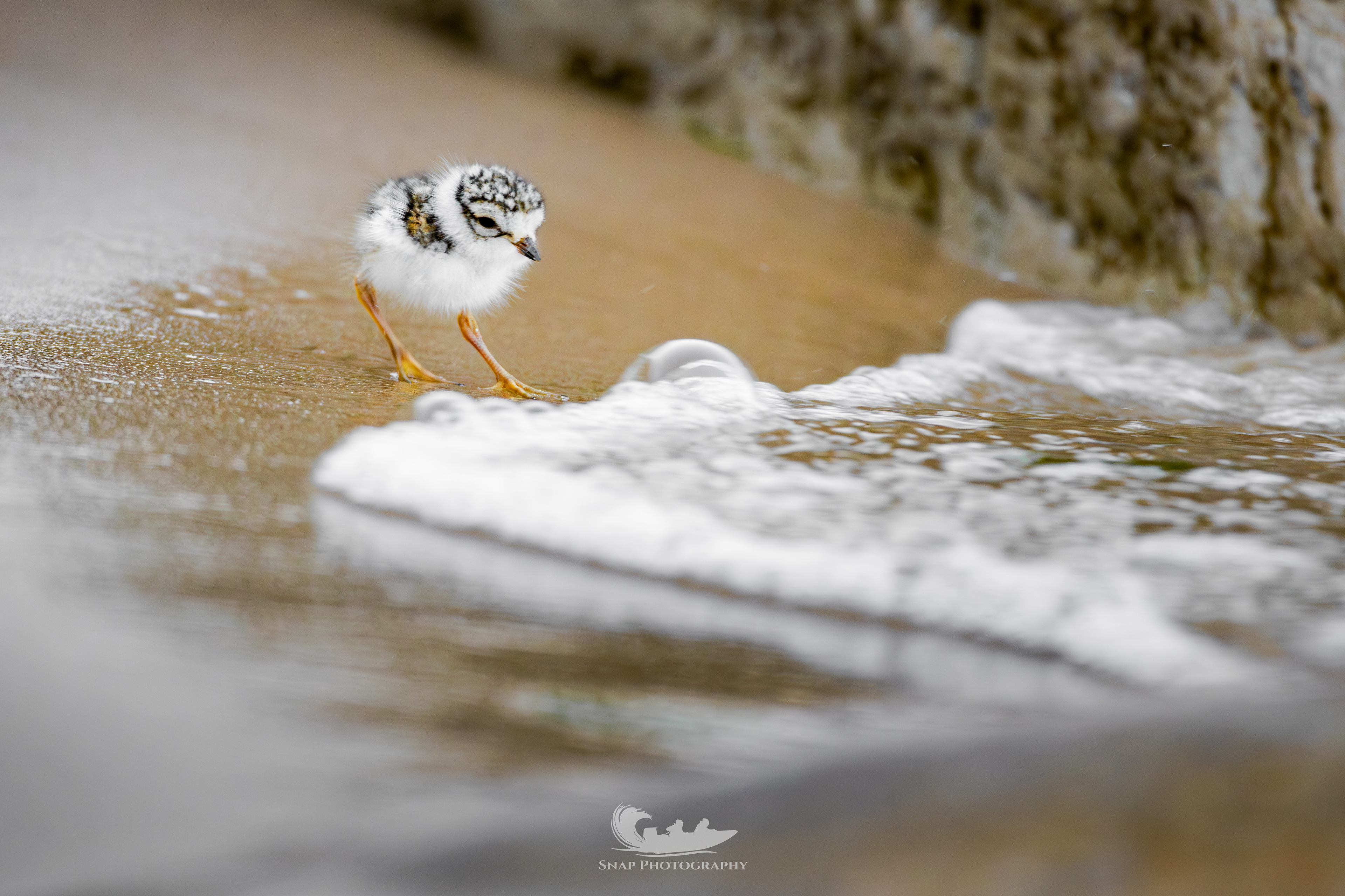 Ringed Plover Chick