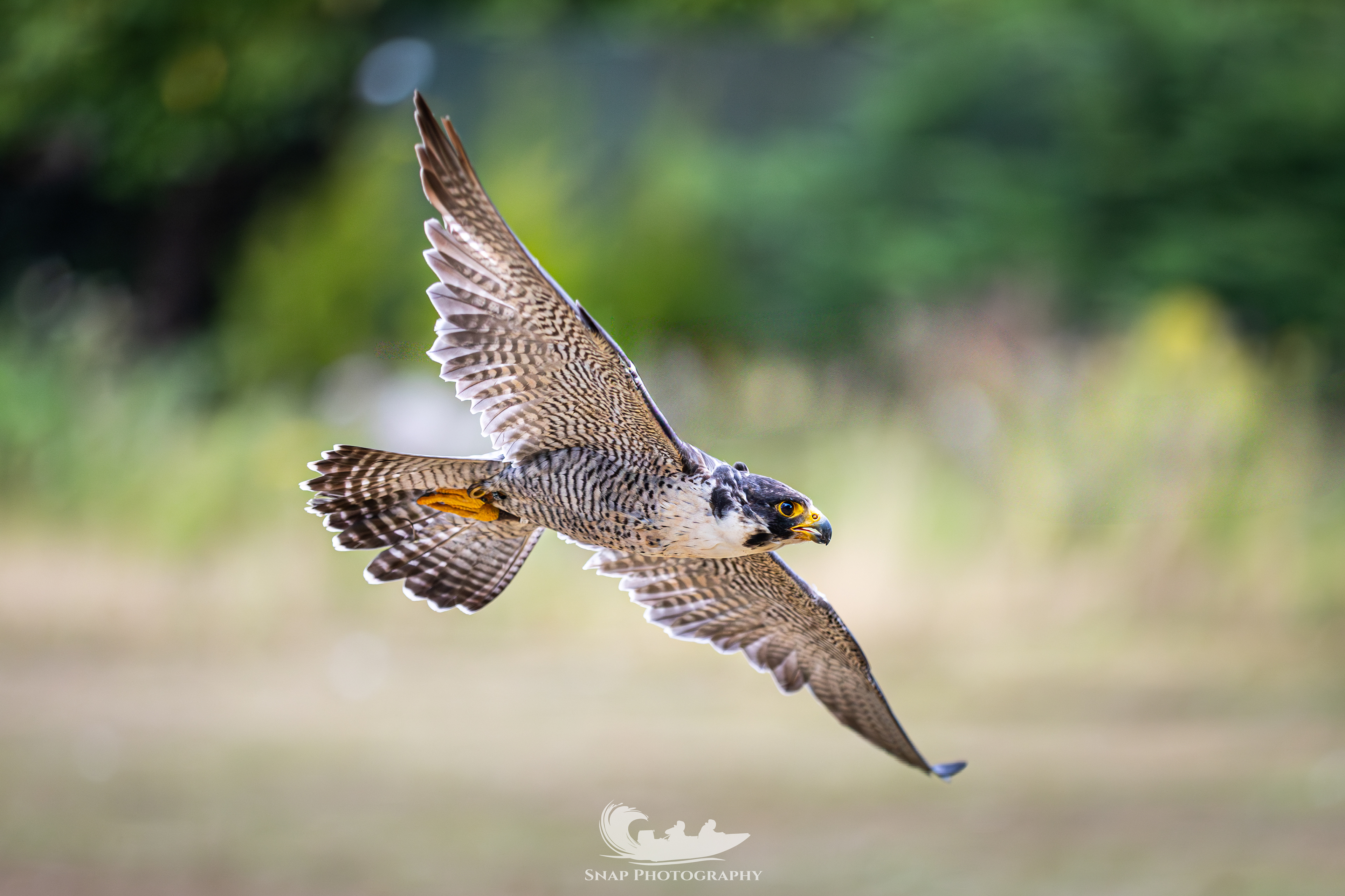 Liberty's owl and raptor centre