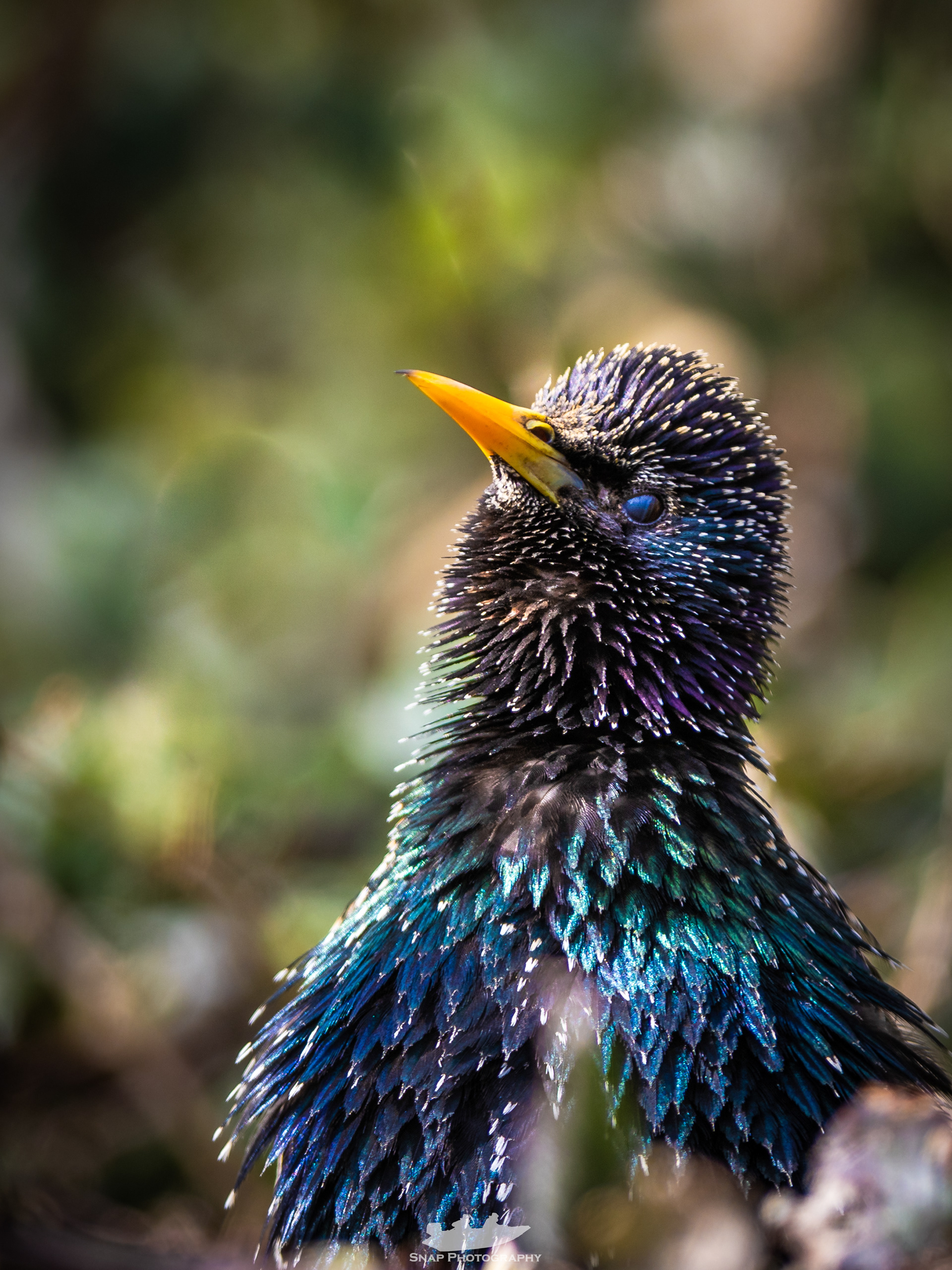 Starling